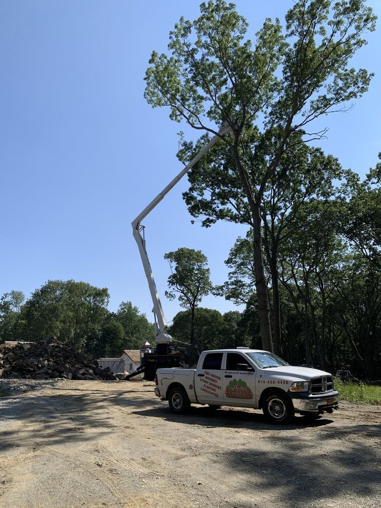 Leos Tree and Lawn Service Inc Photo