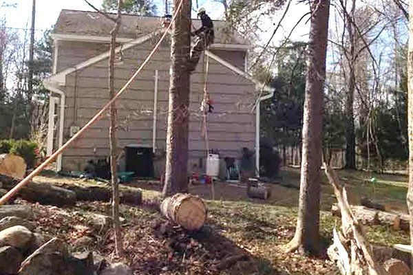 Leos Tree and Lawn Service Inc Tree Removal
