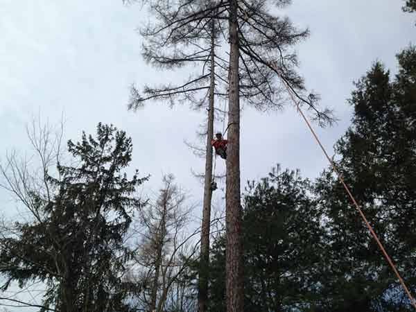 Leos Tree and Lawn Service Inc Landscaping Photo