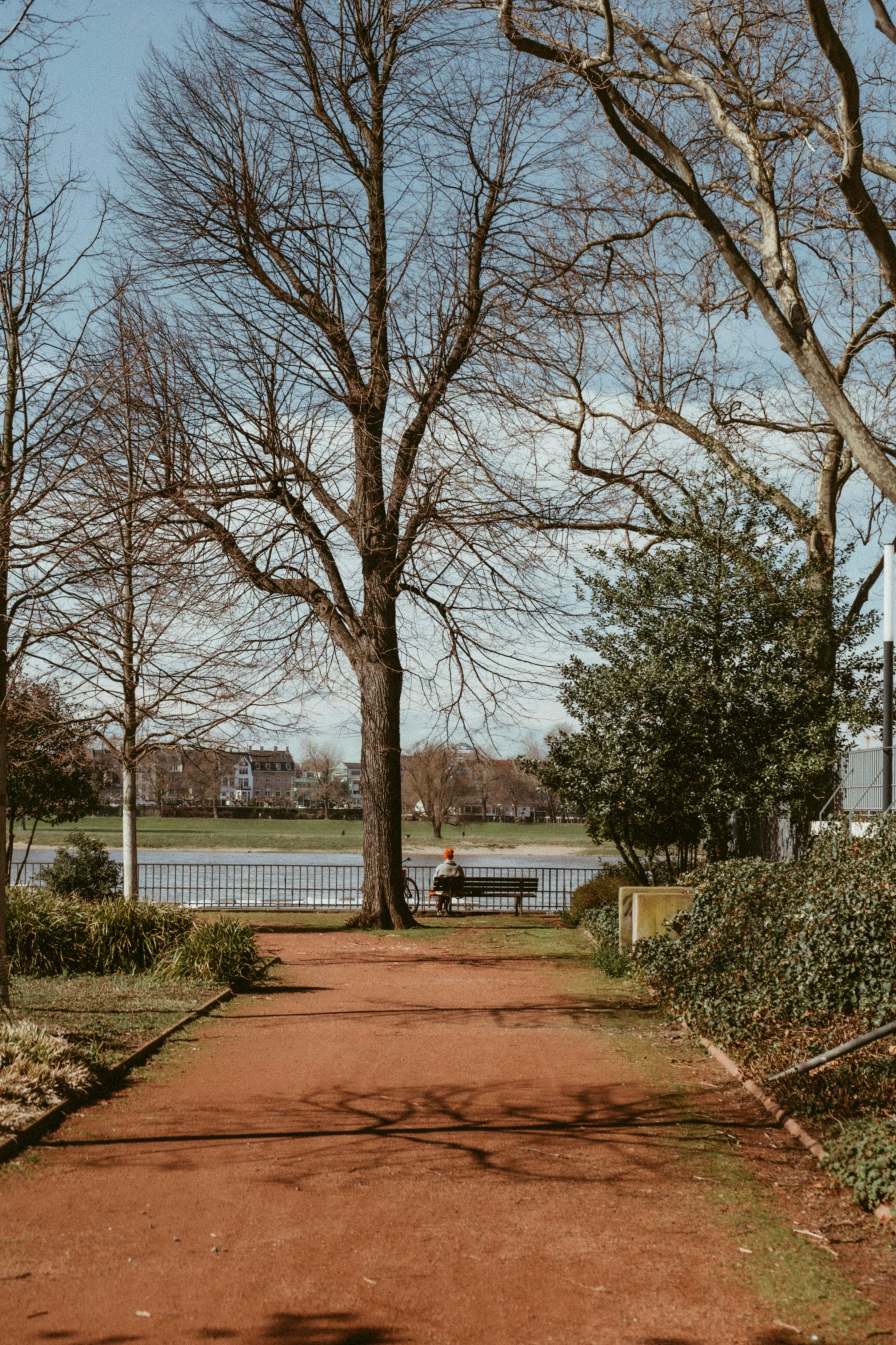 Boom met een leeg bankje, symboliseert eenzaamheid