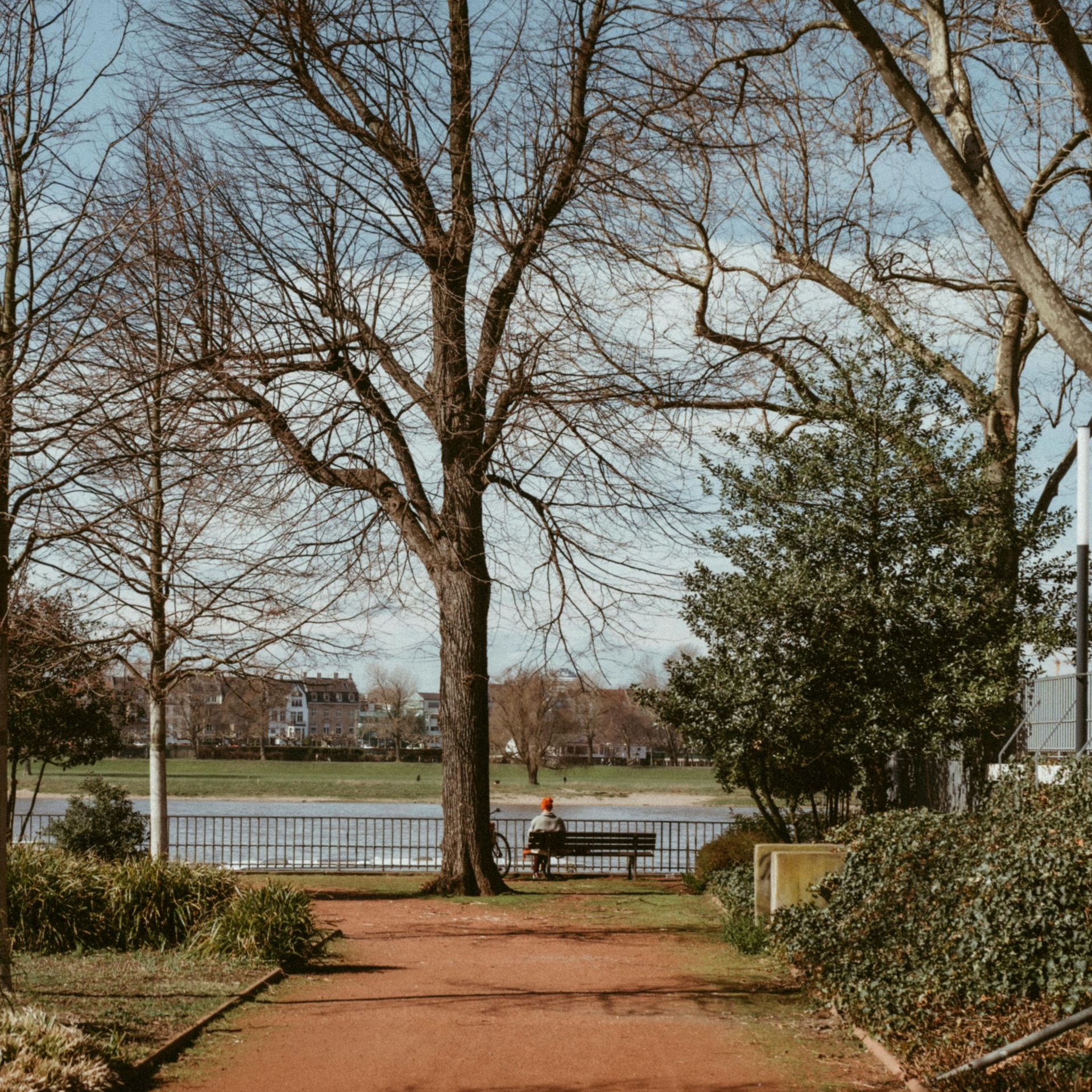 Boom met een lege parkbank, dit symboliseert eenzaamheid