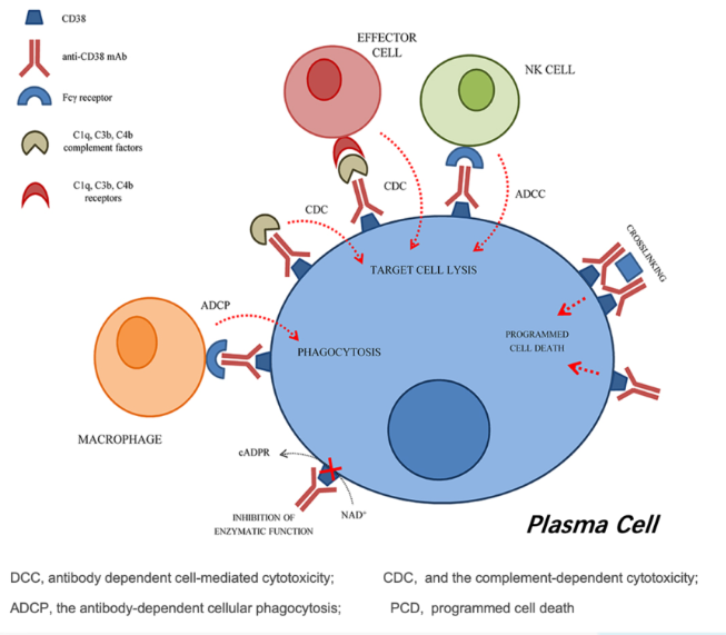 A diagram of a plasma cell showing different types of cells