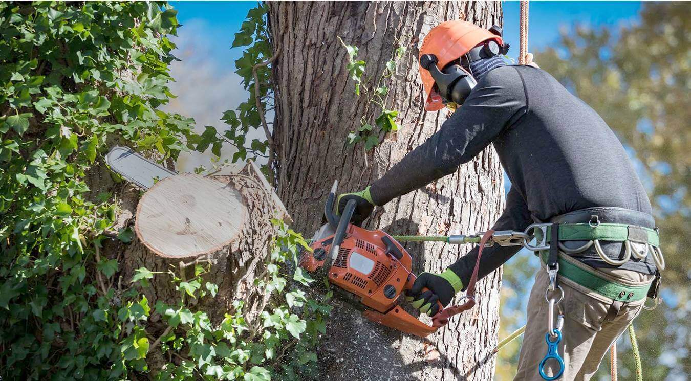 abbotsford hazardous tree removal service