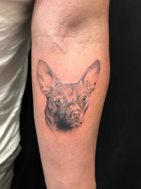 Tattoo of a small dog's head on a person's forearm. Black and gray ink, with large ears and focused eyes.