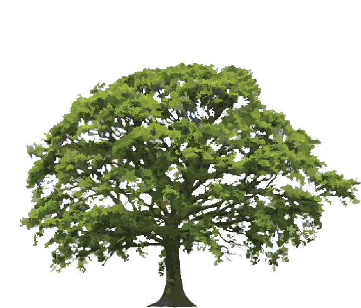 Green oak tree with full canopy, set against a white background.