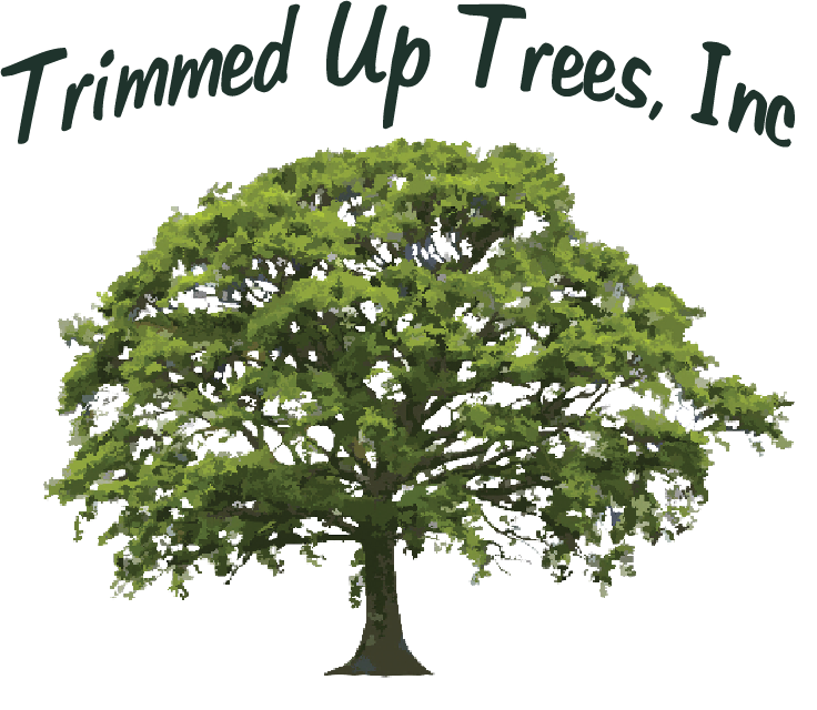 Logo for Trimmed Up Trees, Inc. A large, green tree with dark trunk. Black script text above tree.