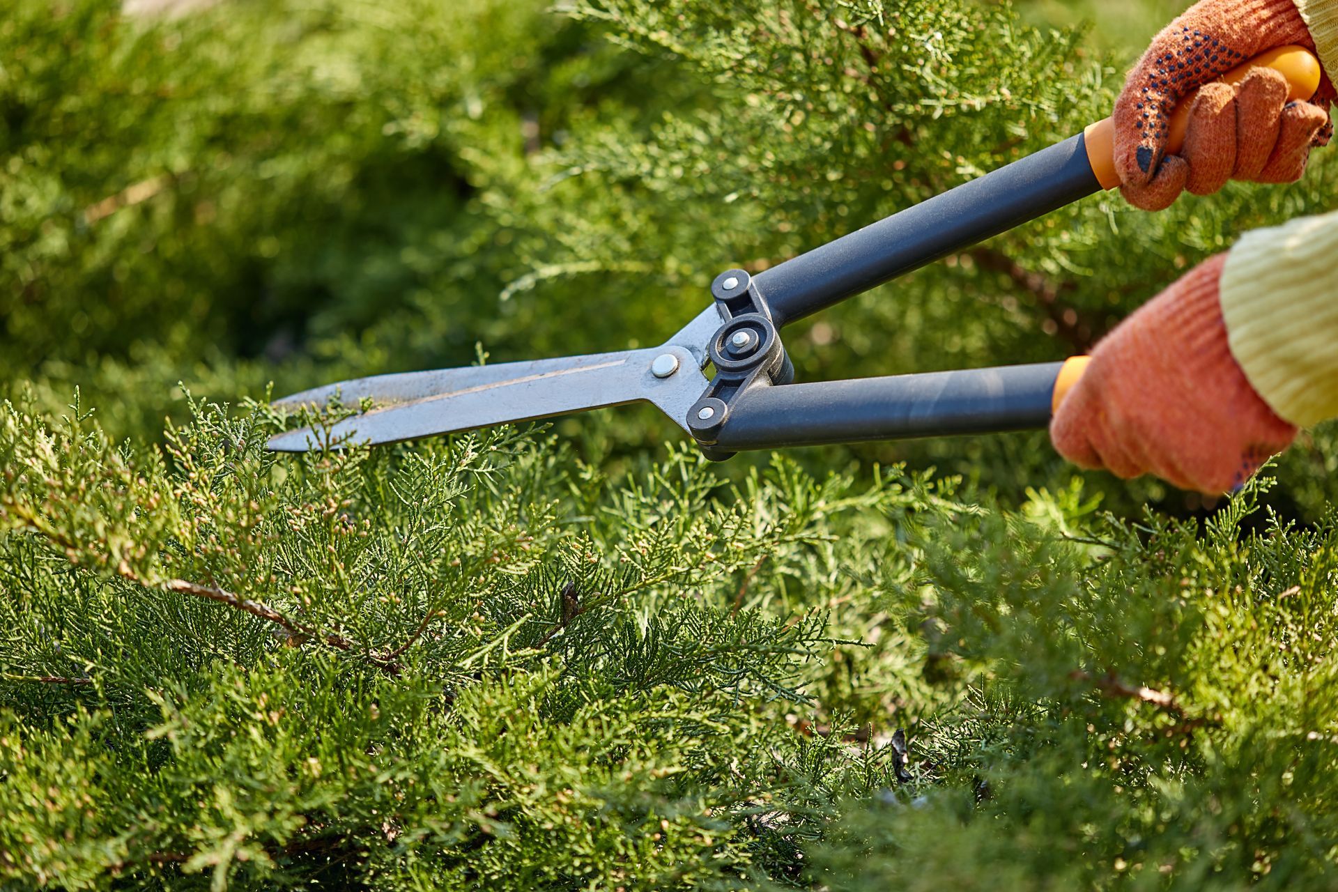 Person trimming a green bush with long-handled shears; orange gloves visible.