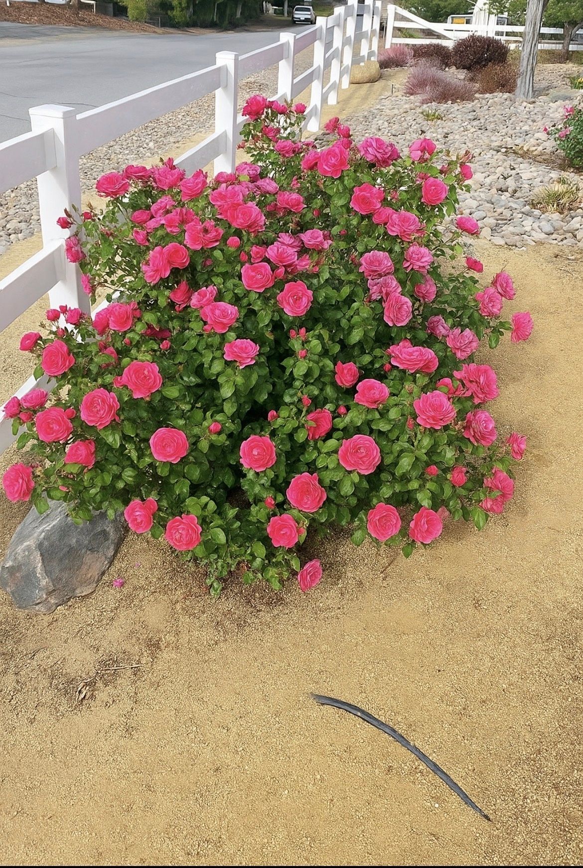 A vibrant pink rose bush blooms near a white fence, set against a backdrop of gravel and a road.
