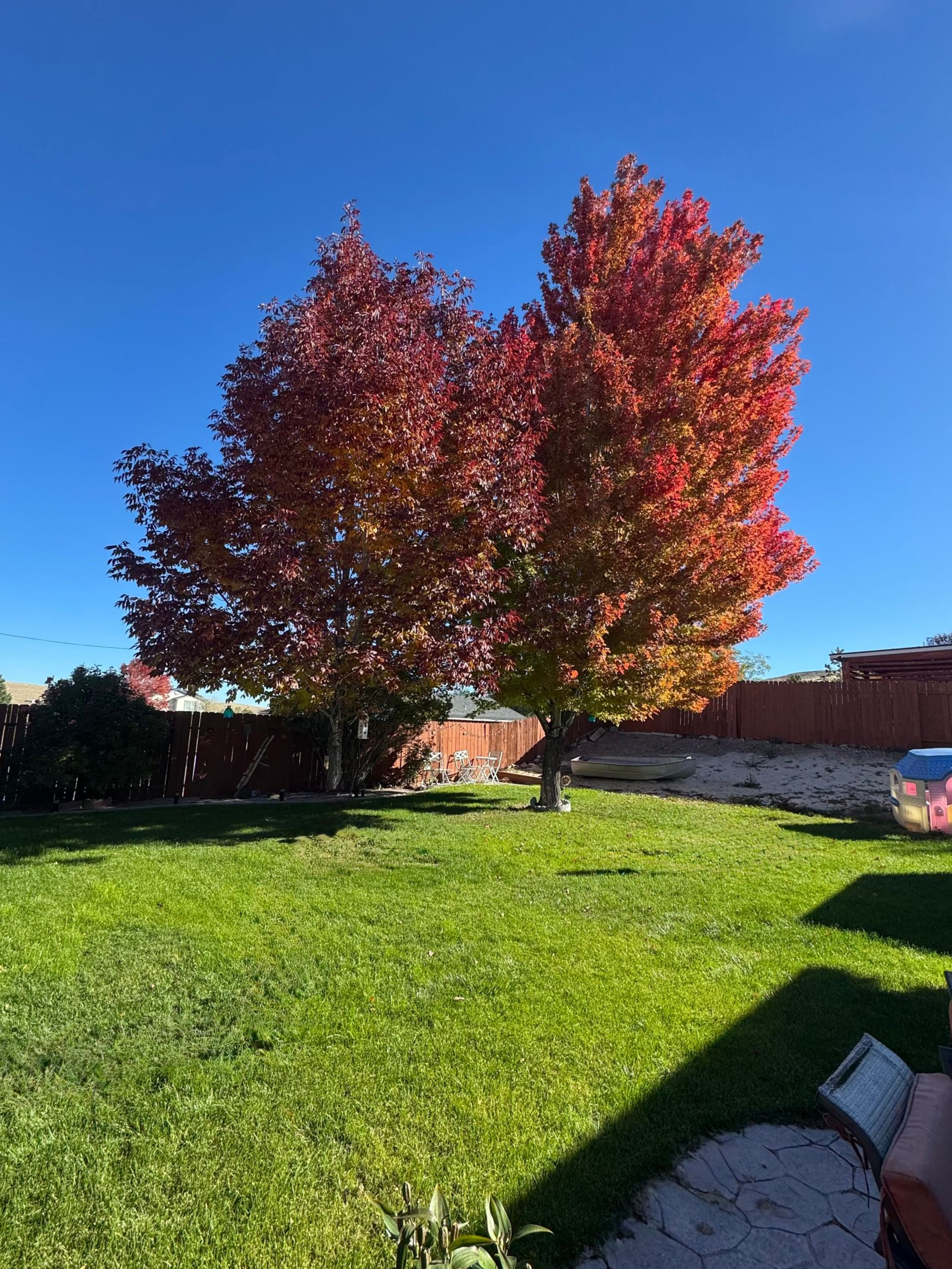 Two trees with red and orange leaves in a green backyard under a blue sky.