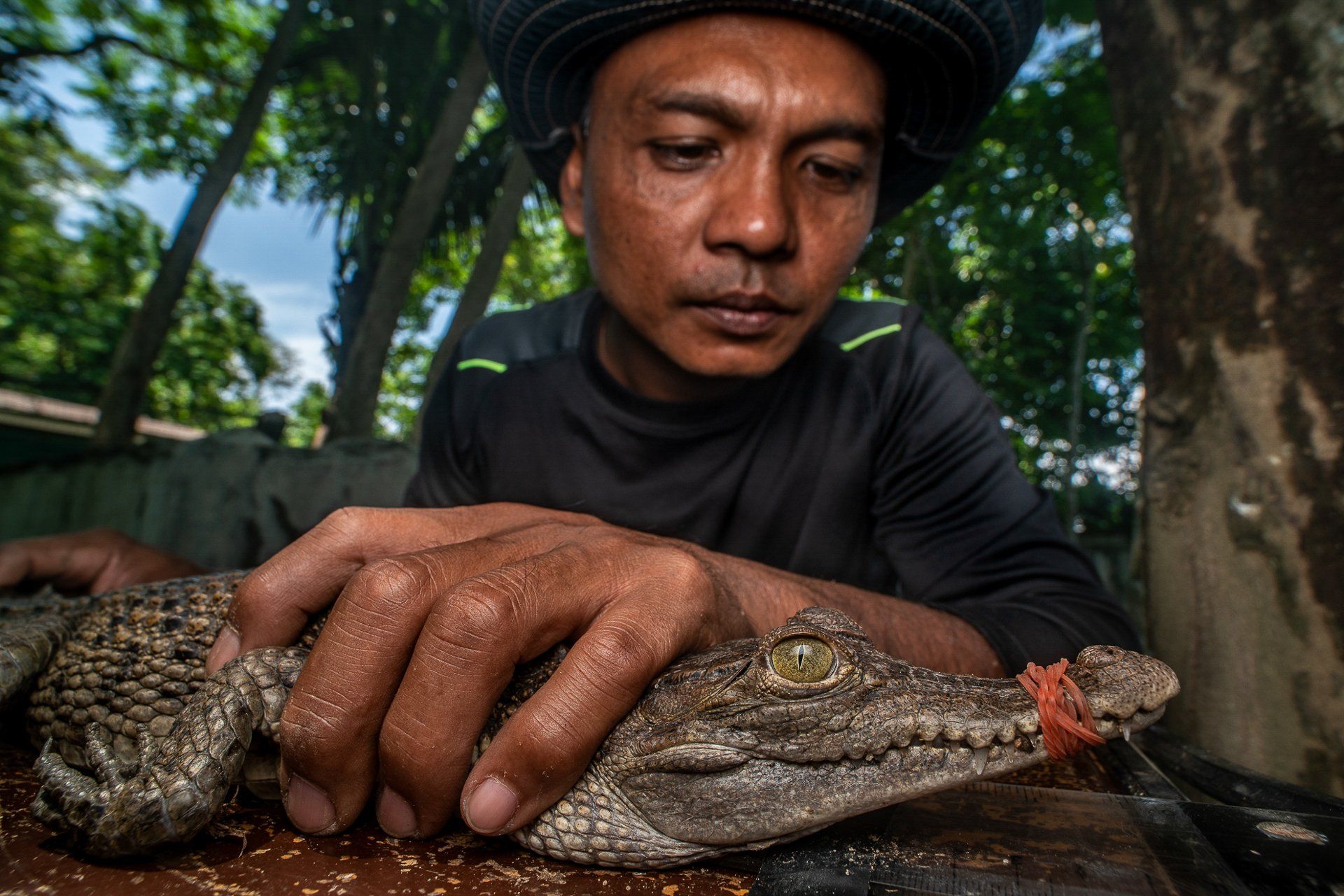 new-film-conserving-crocodiles-in-the-philippines