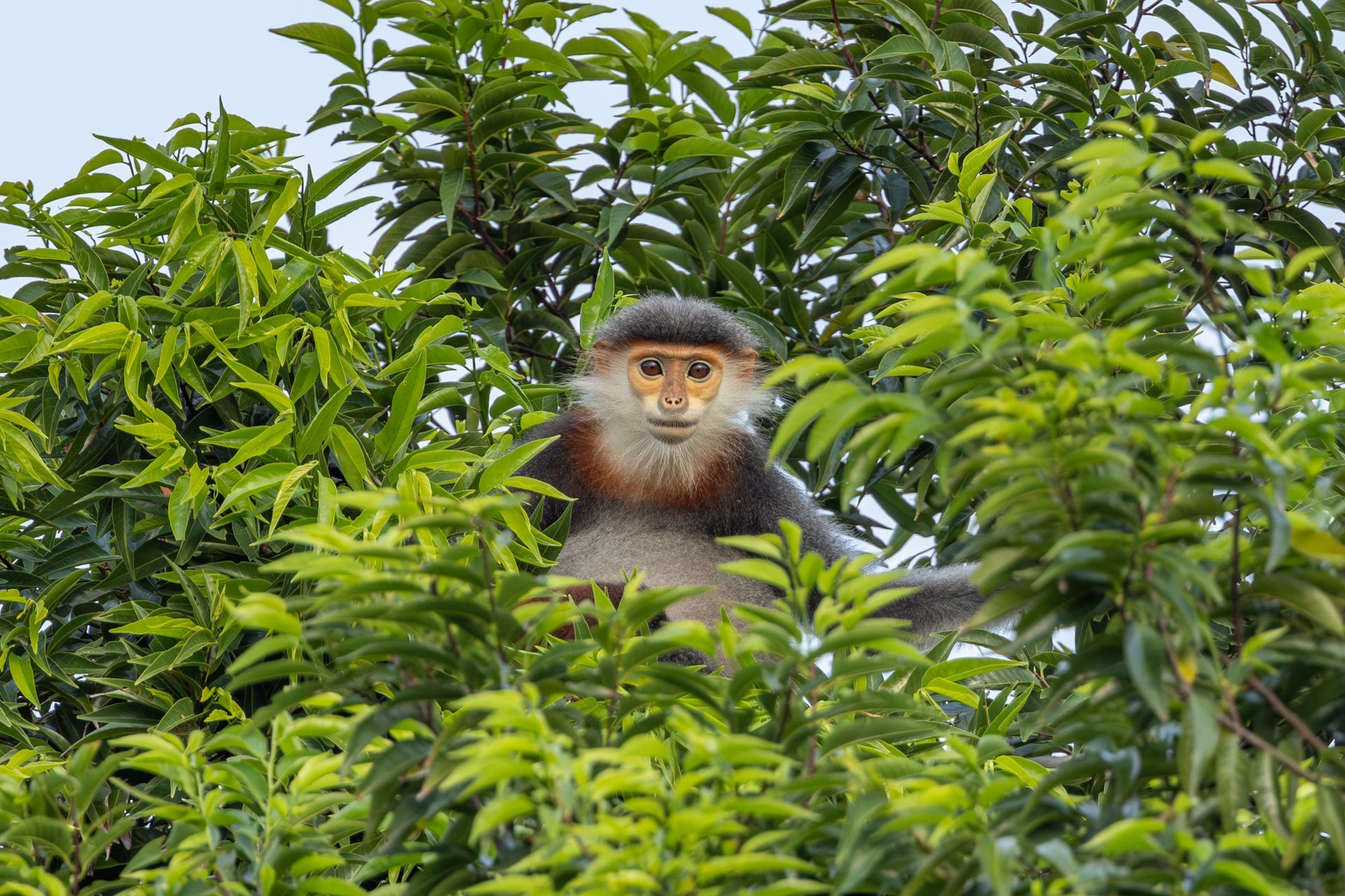 GreenViet are working to protect the Red-shanked douc langur