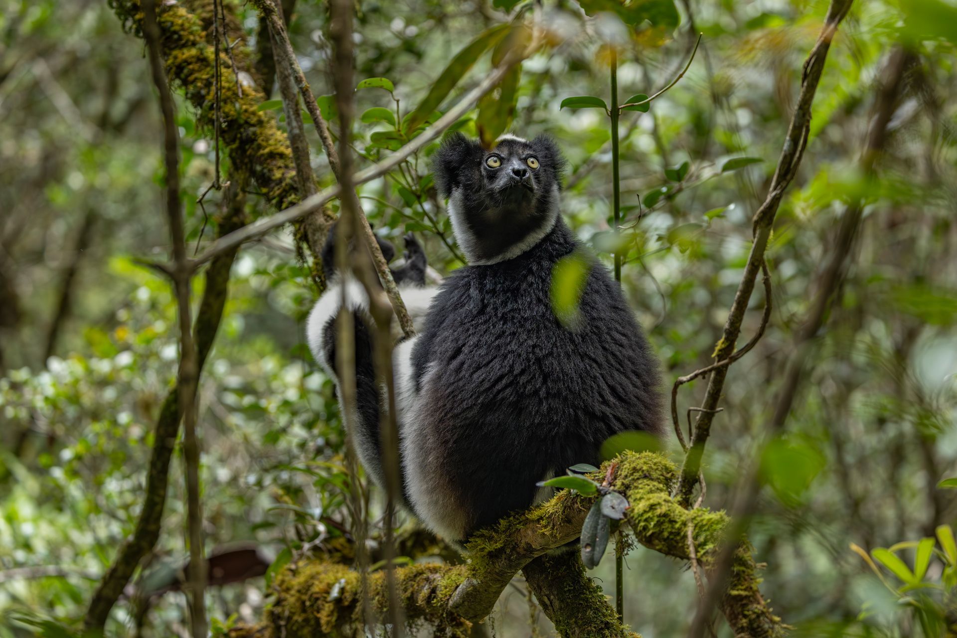 An indri lemur in the forest of Madagascar