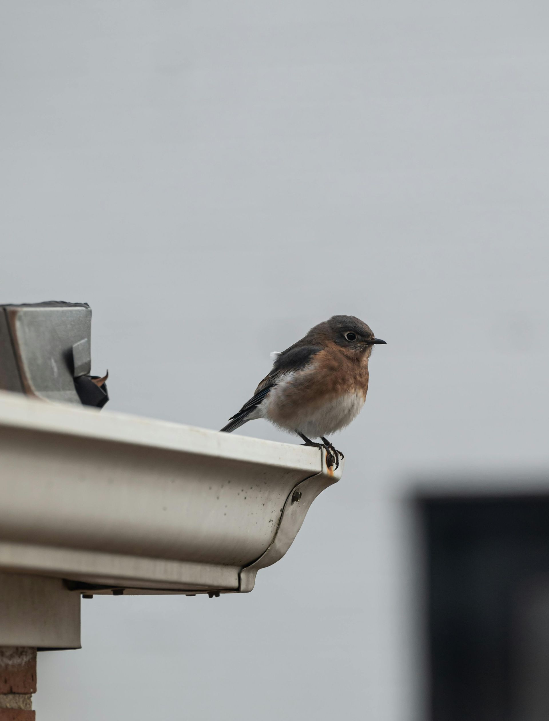 Bluebird perched on a white gutter, looking to the right against a blurred, light background.