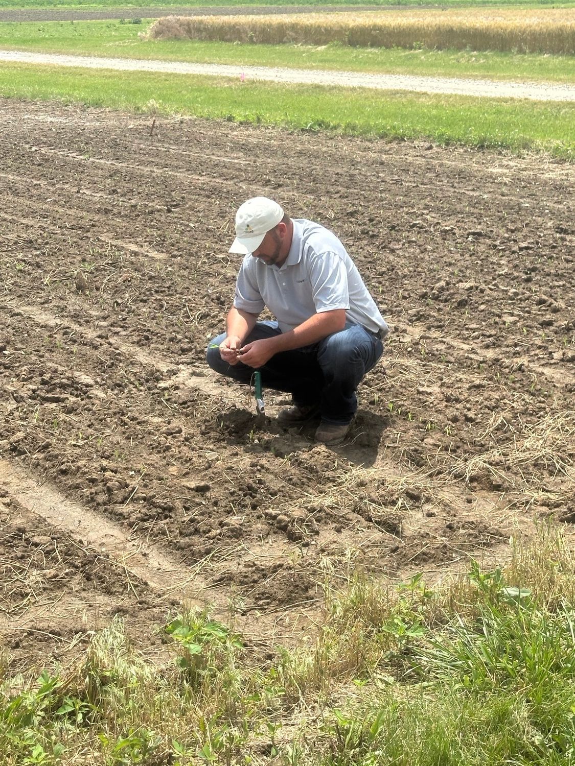 Tri-Ag expert checking test plot.