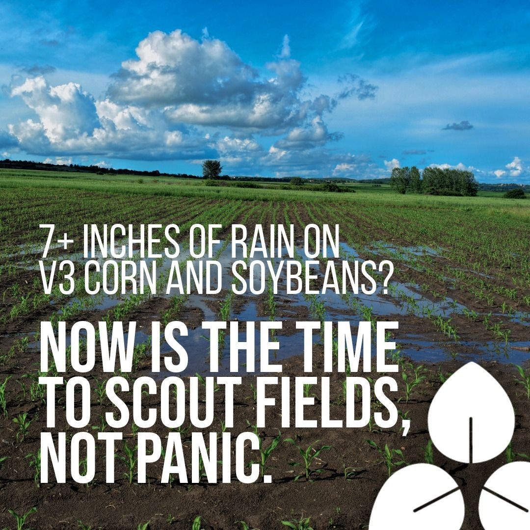 7+ Inches of Rain on V3 Corn and Soybeans? Now is the time to scout the fields, not panic.