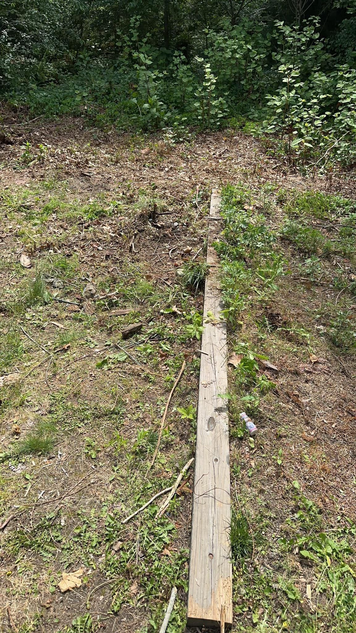 Wooden plank lying on a grassy forest floor, extending into the distance.