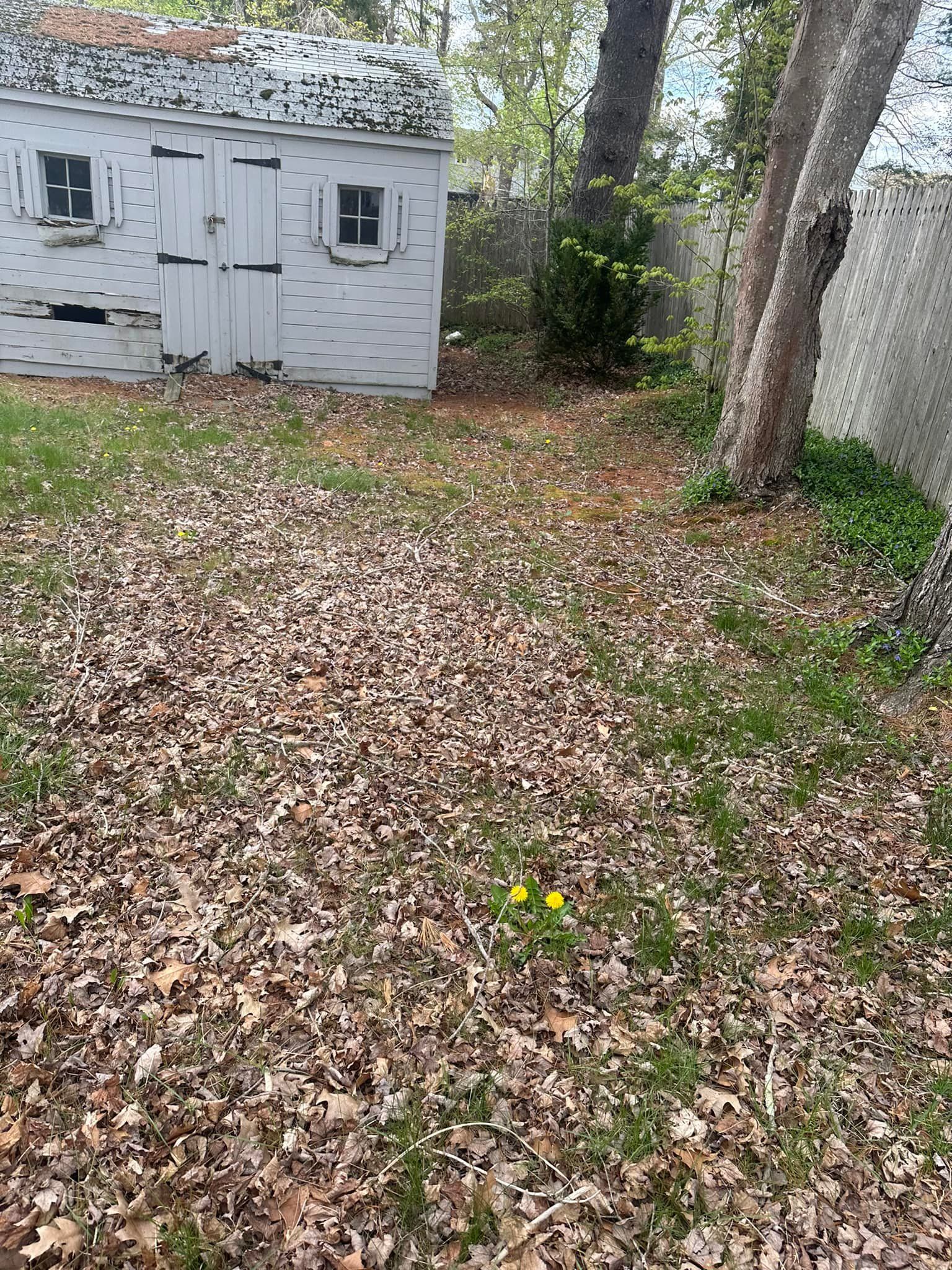 Backyard scene: a weathered shed, brown leaves, patchy grass, trees, and two yellow flowers.
