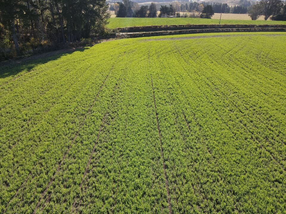 An aerial view of a green field with trees in the background