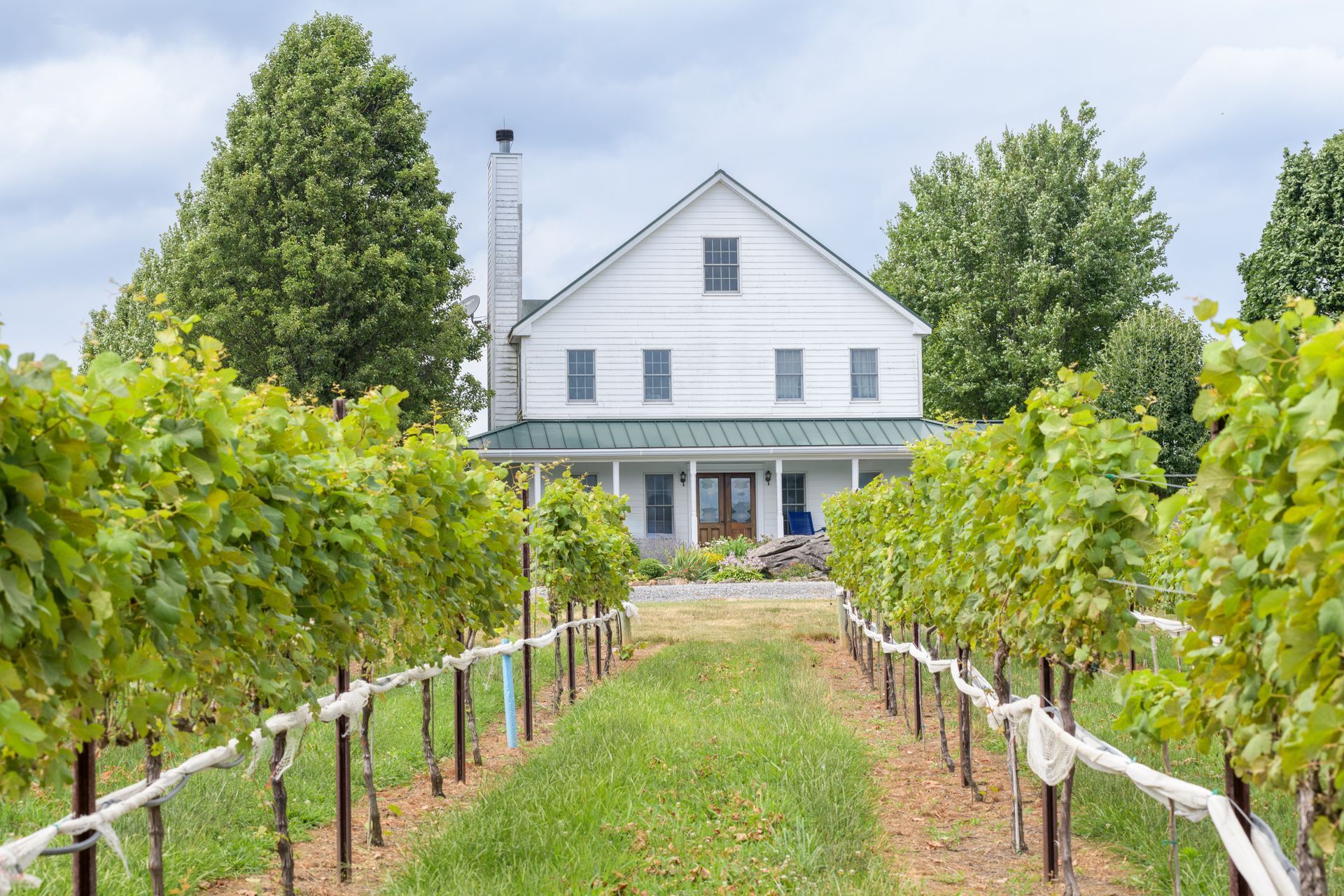 A white house with a vineyard in front of it.
