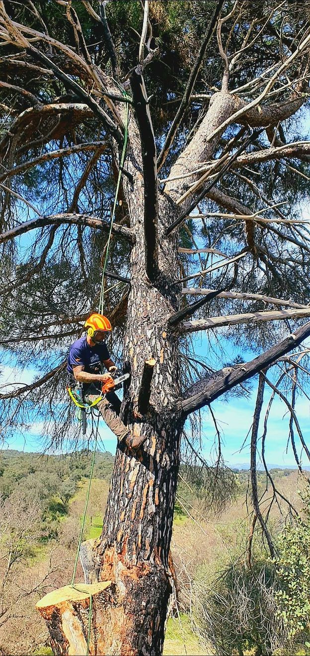 Boomverzorger snoei & verwijdert een boom.