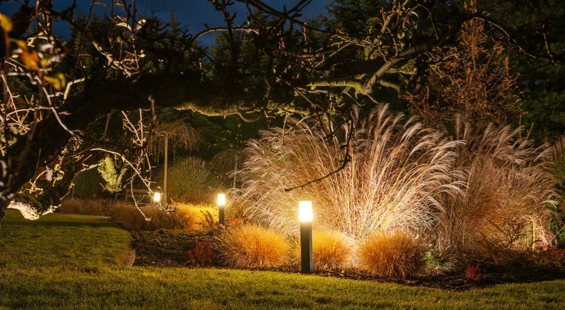 Lawn with illuminated landscaping at dusk. Small garden lights shine on tall grasses and a tree's branches.