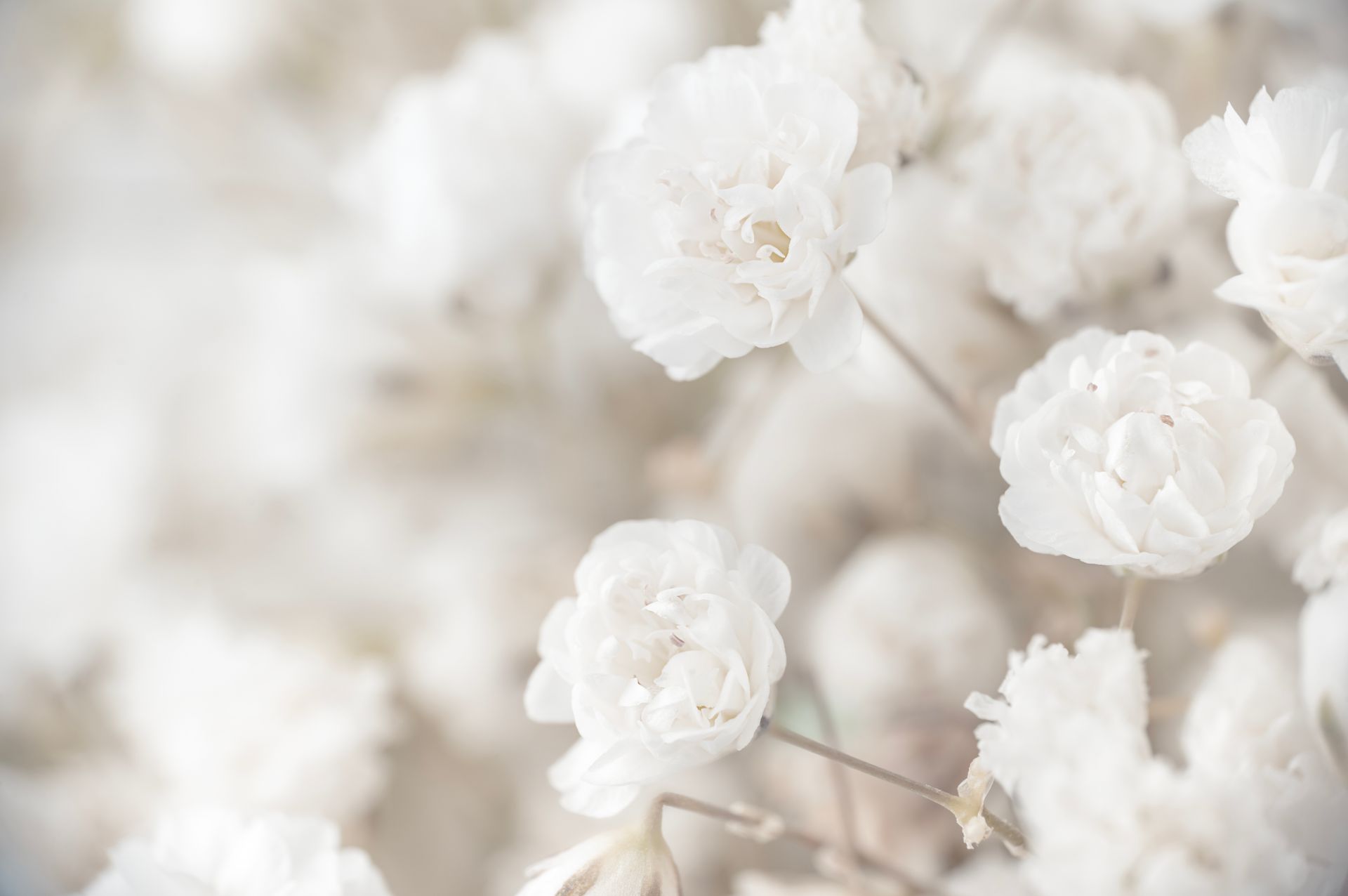 Soft-focus white flowers clustered on thin stems against a light, blurred background