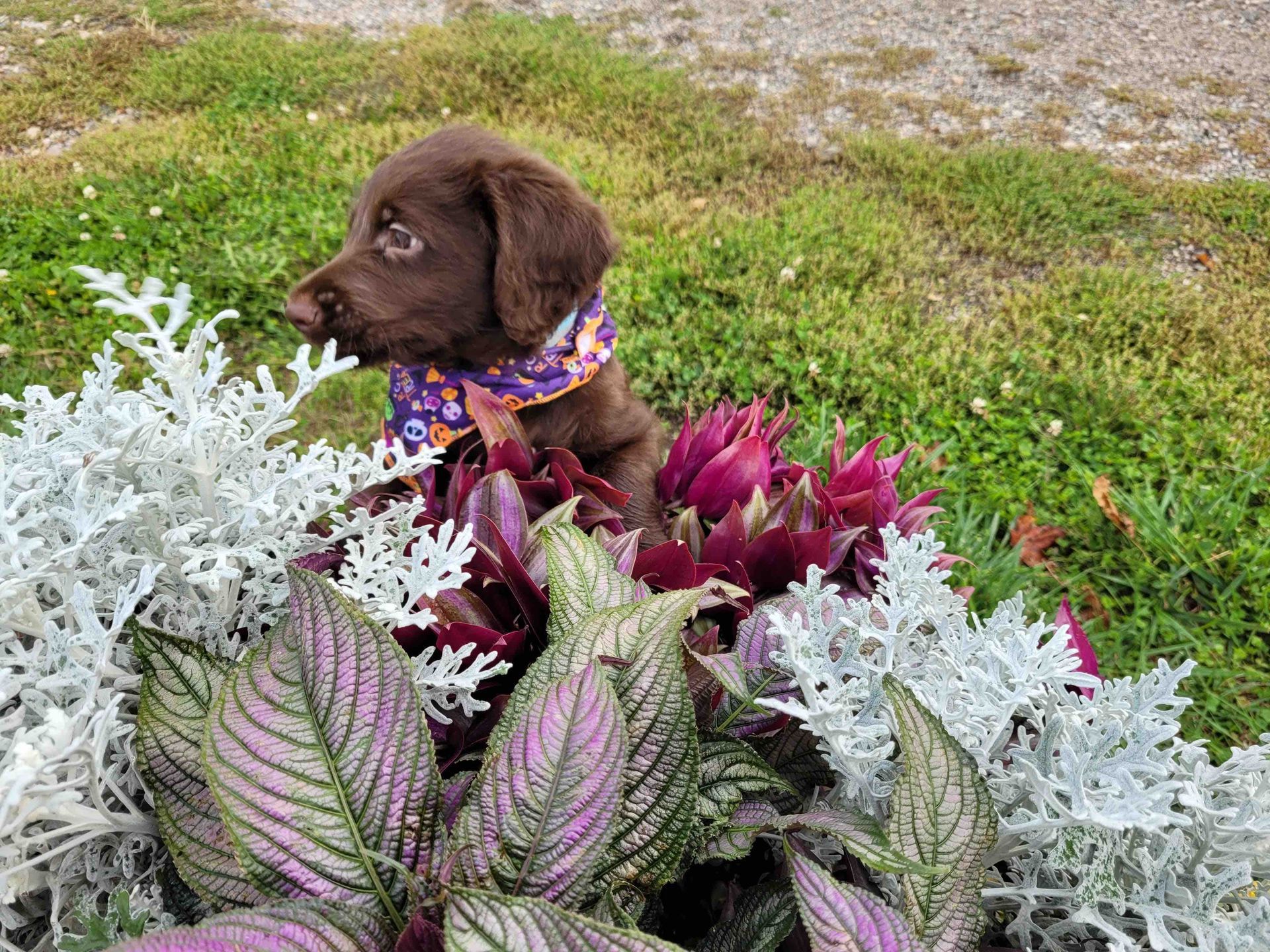 A brown puppy wearing a bandana is sitting in a flower bed.