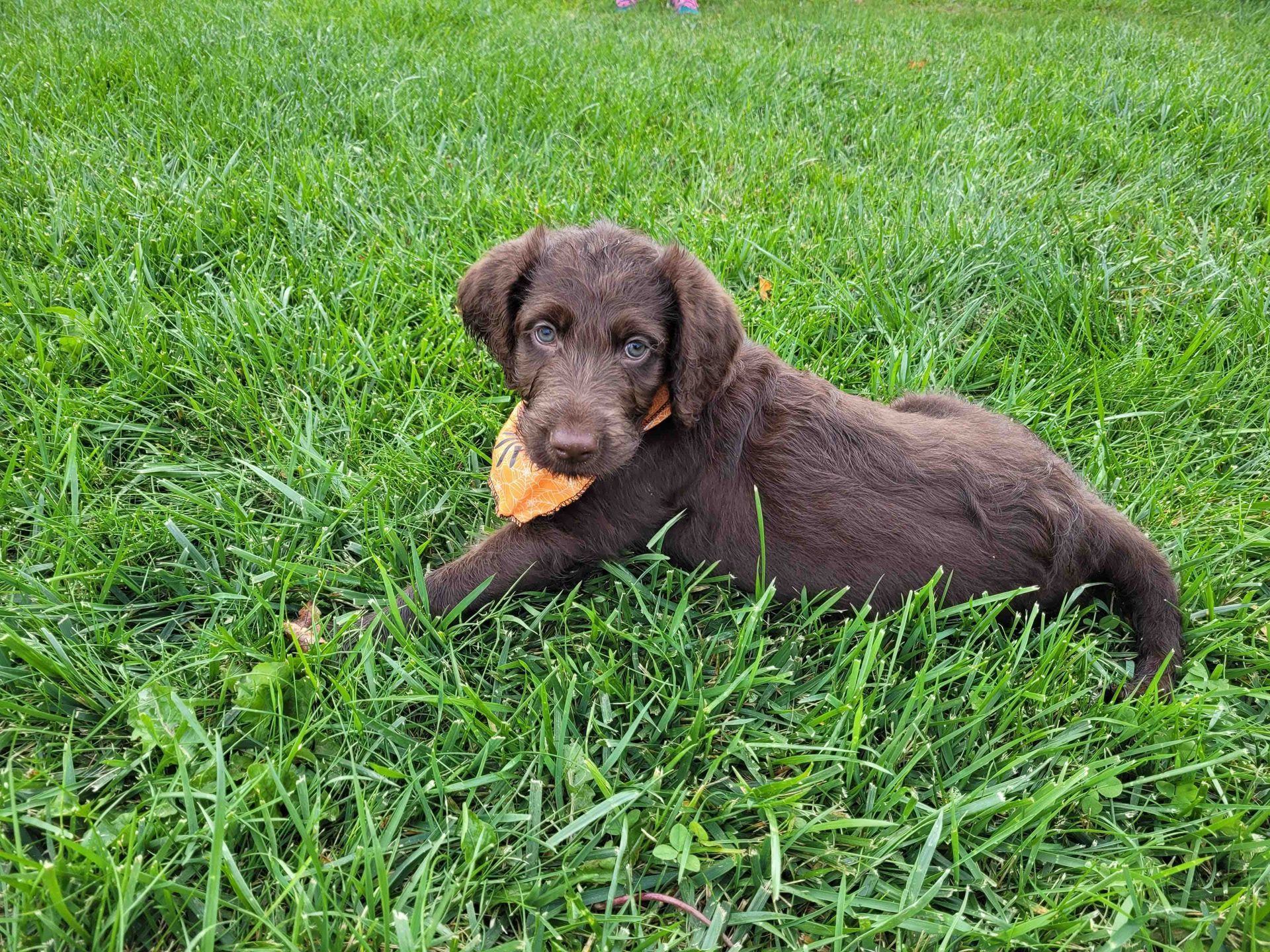 A brown puppy is laying in the grass with a leaf in its mouth.