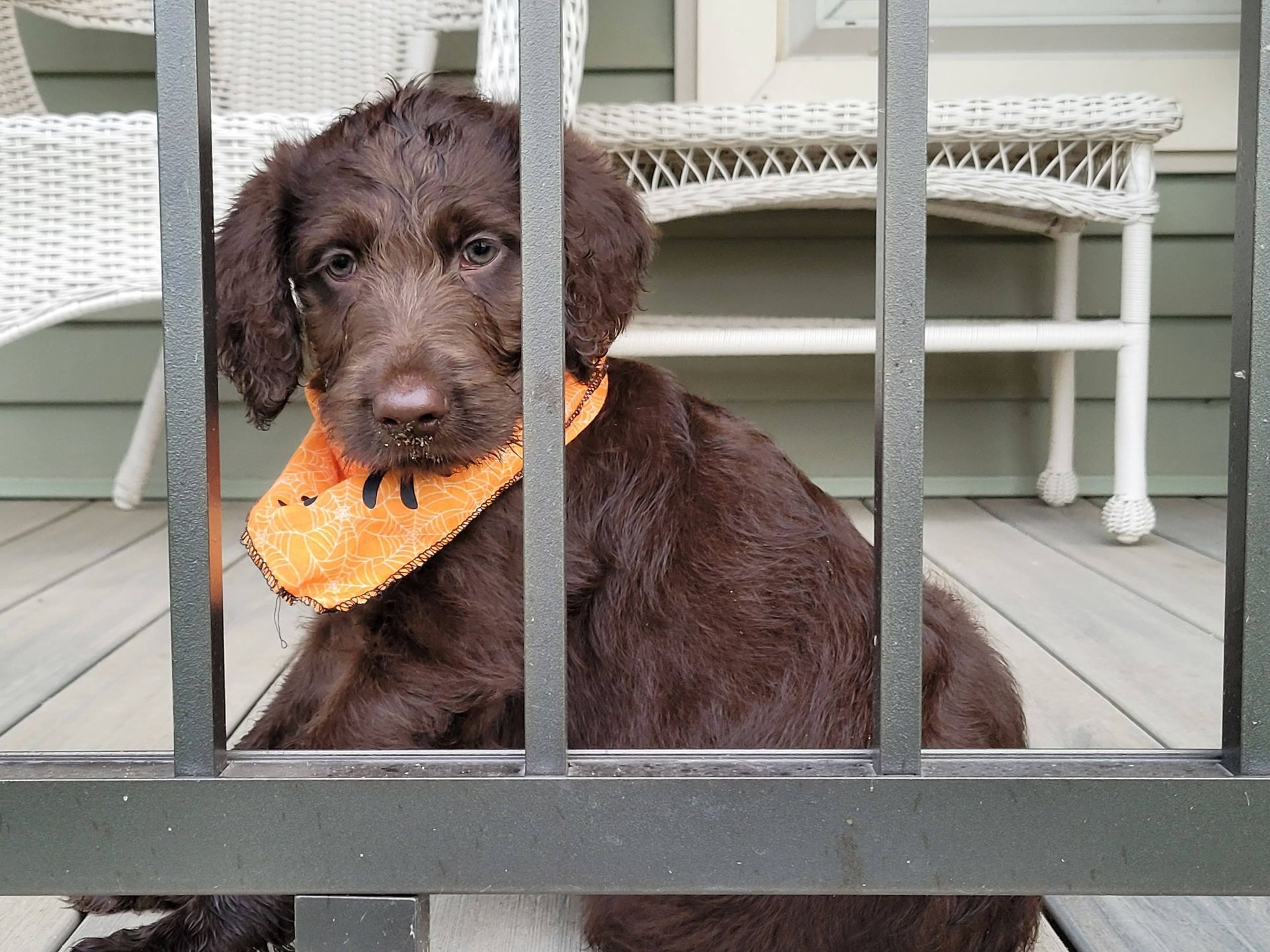A brown dog wearing an orange bandana behind bars