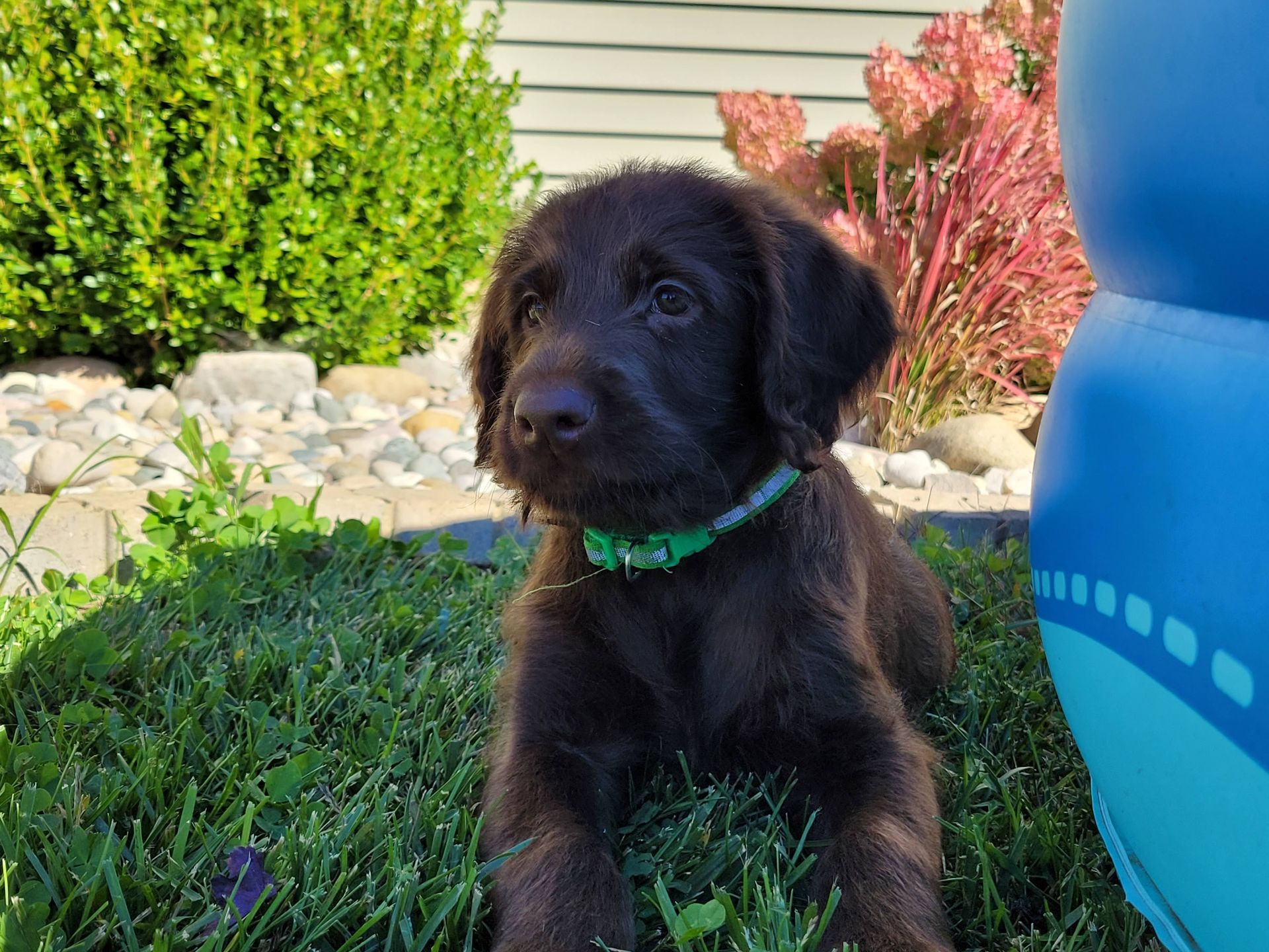 A brown puppy wearing a green collar is laying in the grass.