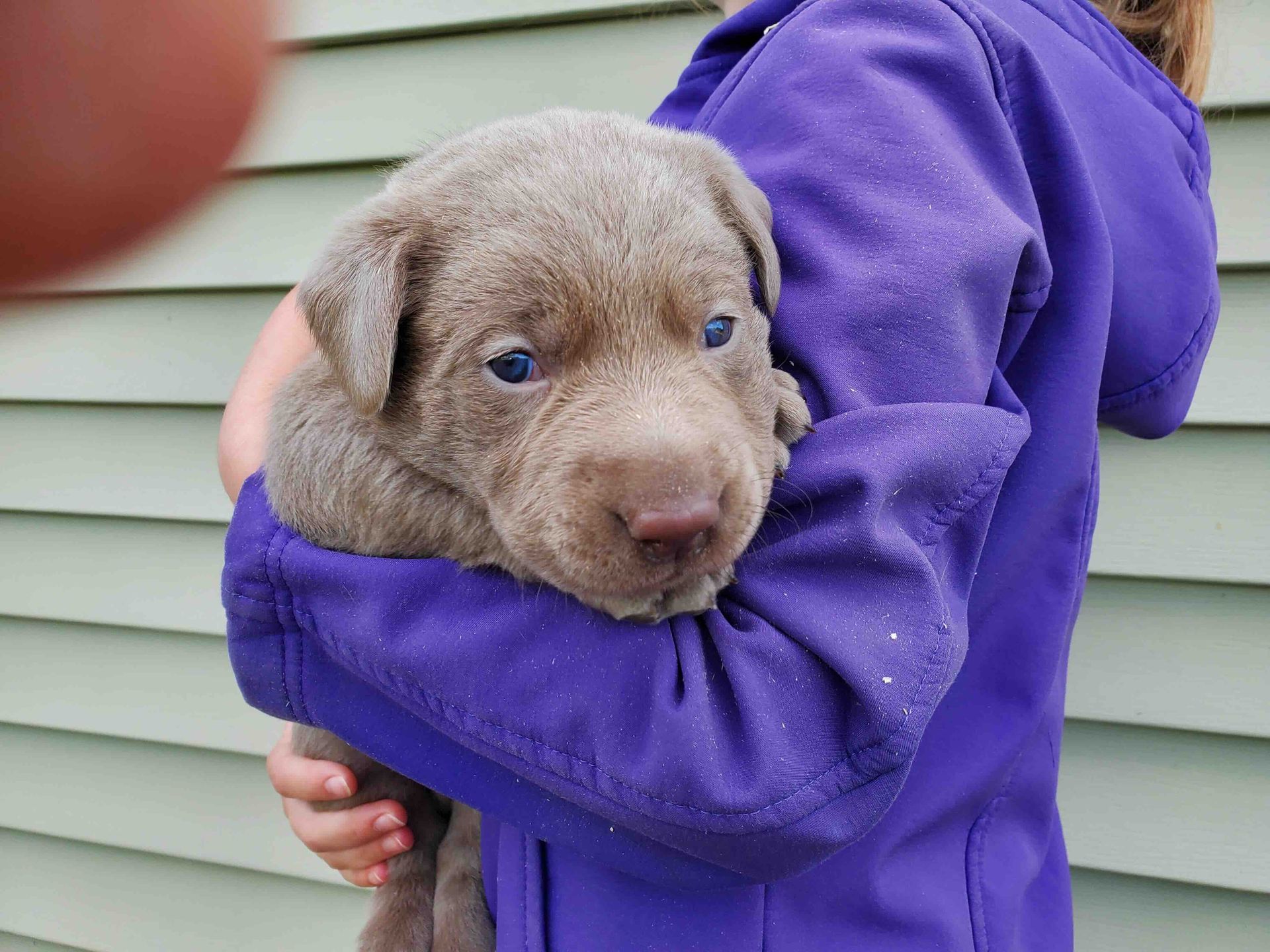A person in a purple jacket is holding a puppy in their arms.