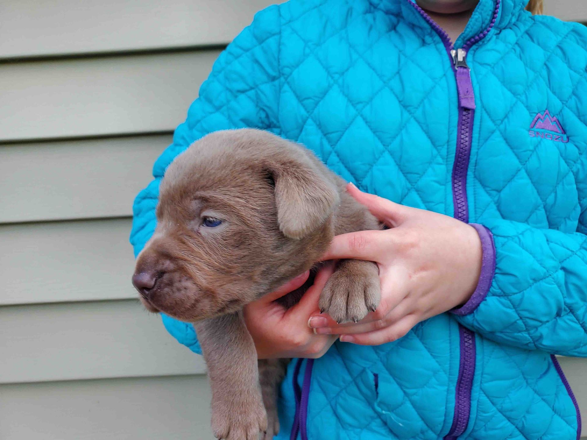 A person in a blue jacket is holding a brown puppy.