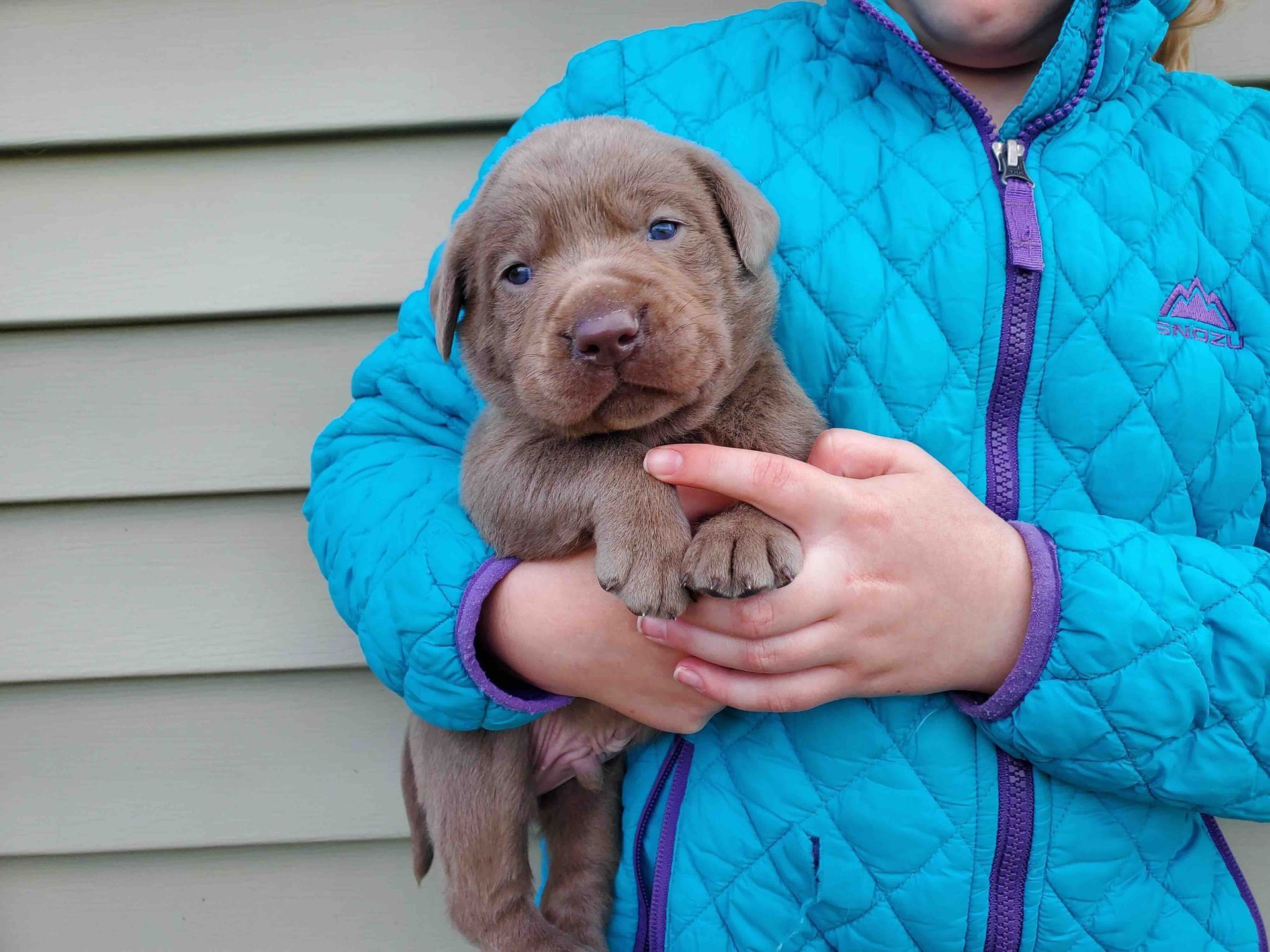 A girl in a blue jacket is holding a brown puppy in her arms.