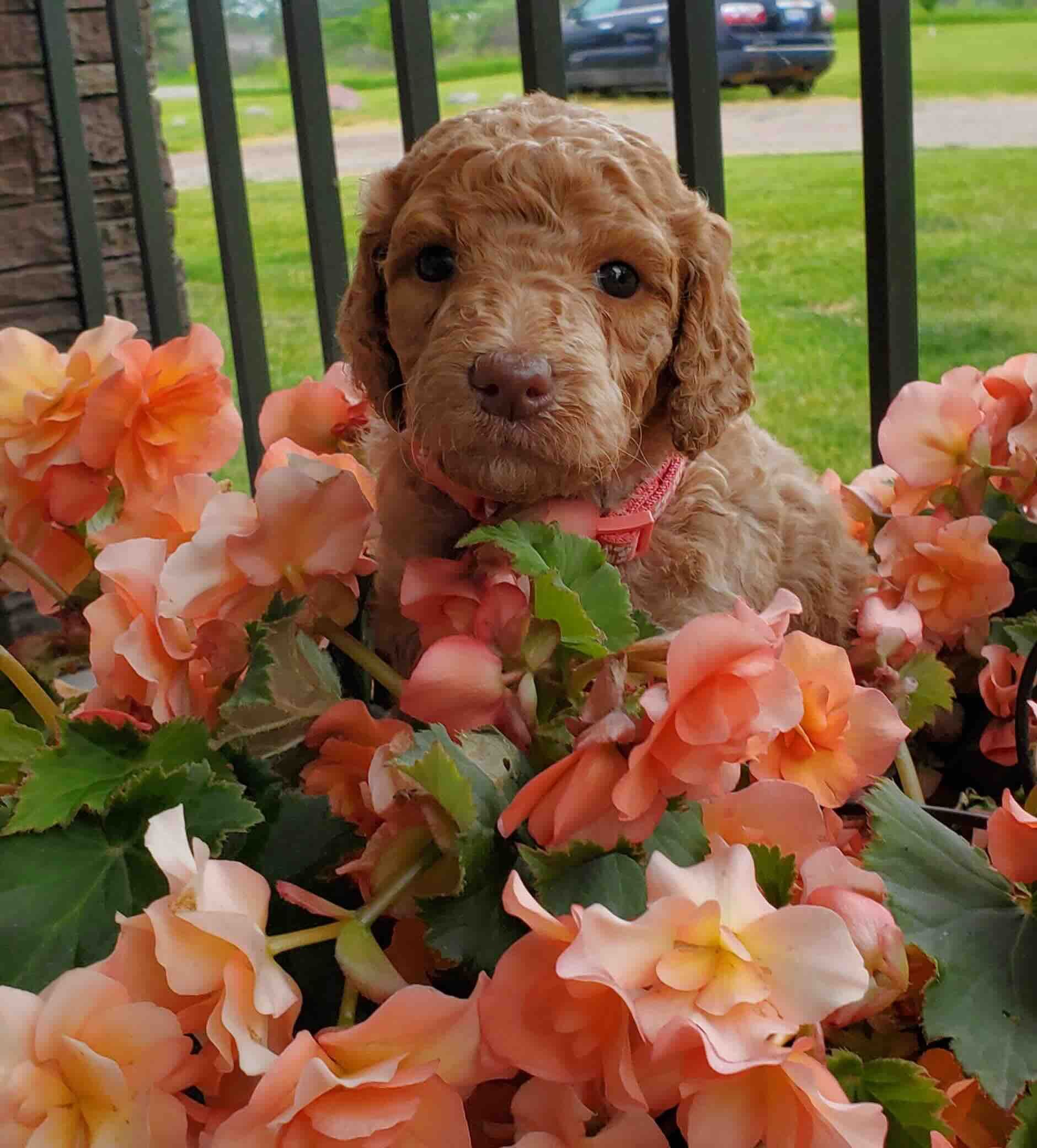 A puppy is sitting in a basket of flowers
