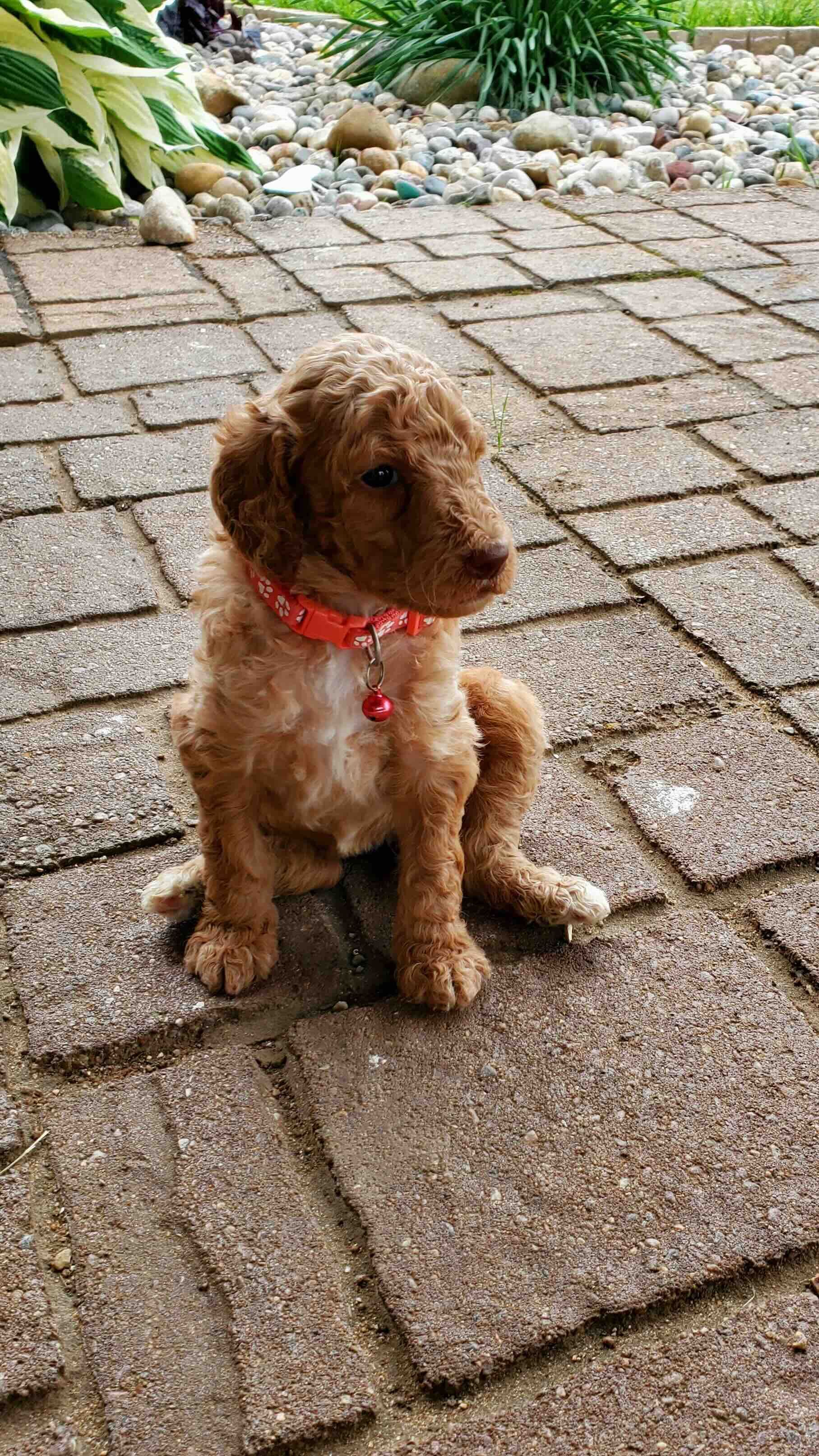 A brown puppy wearing a red collar is sitting on a brick sidewalk.