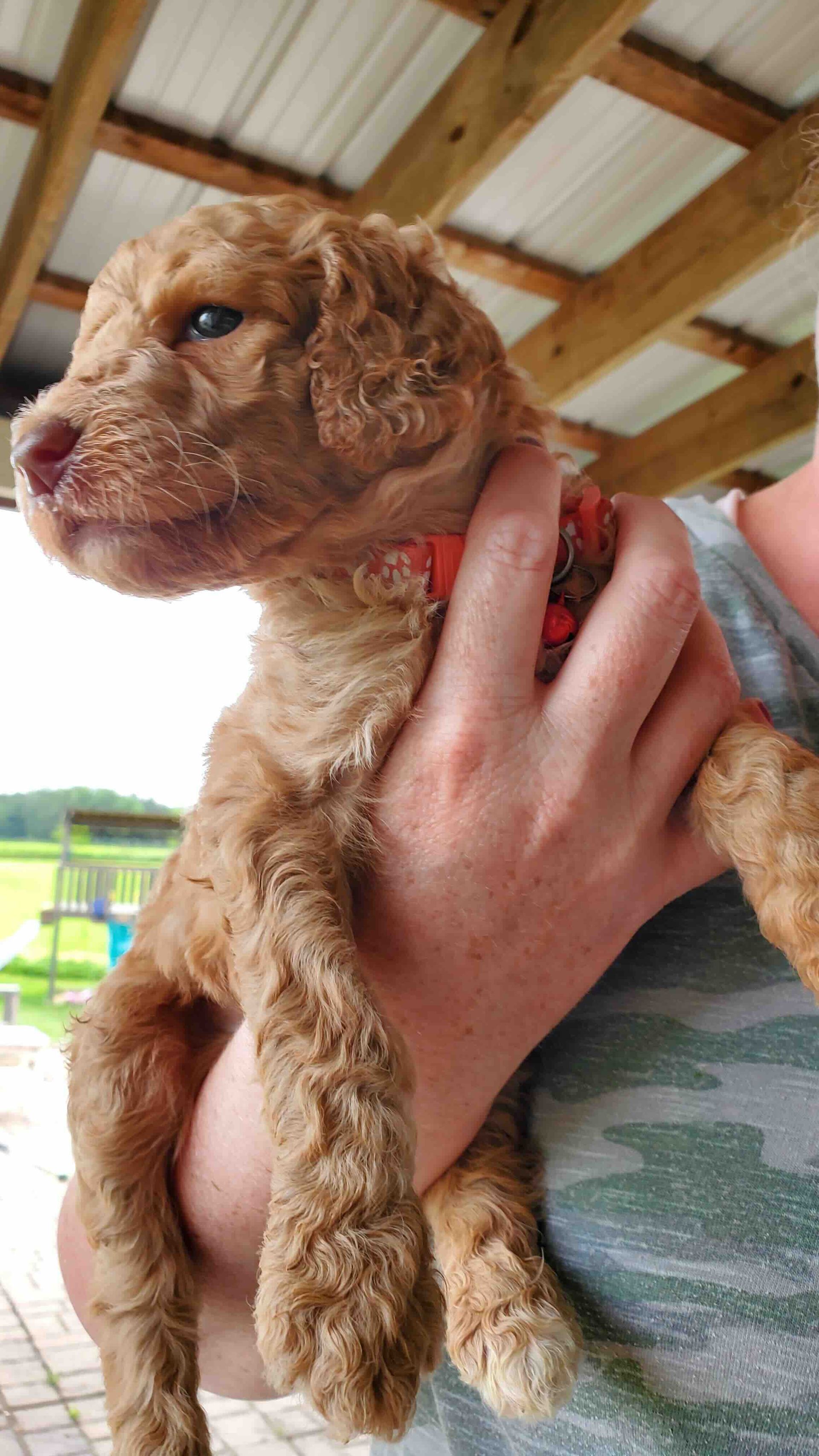 A person is holding a brown puppy in their arms.