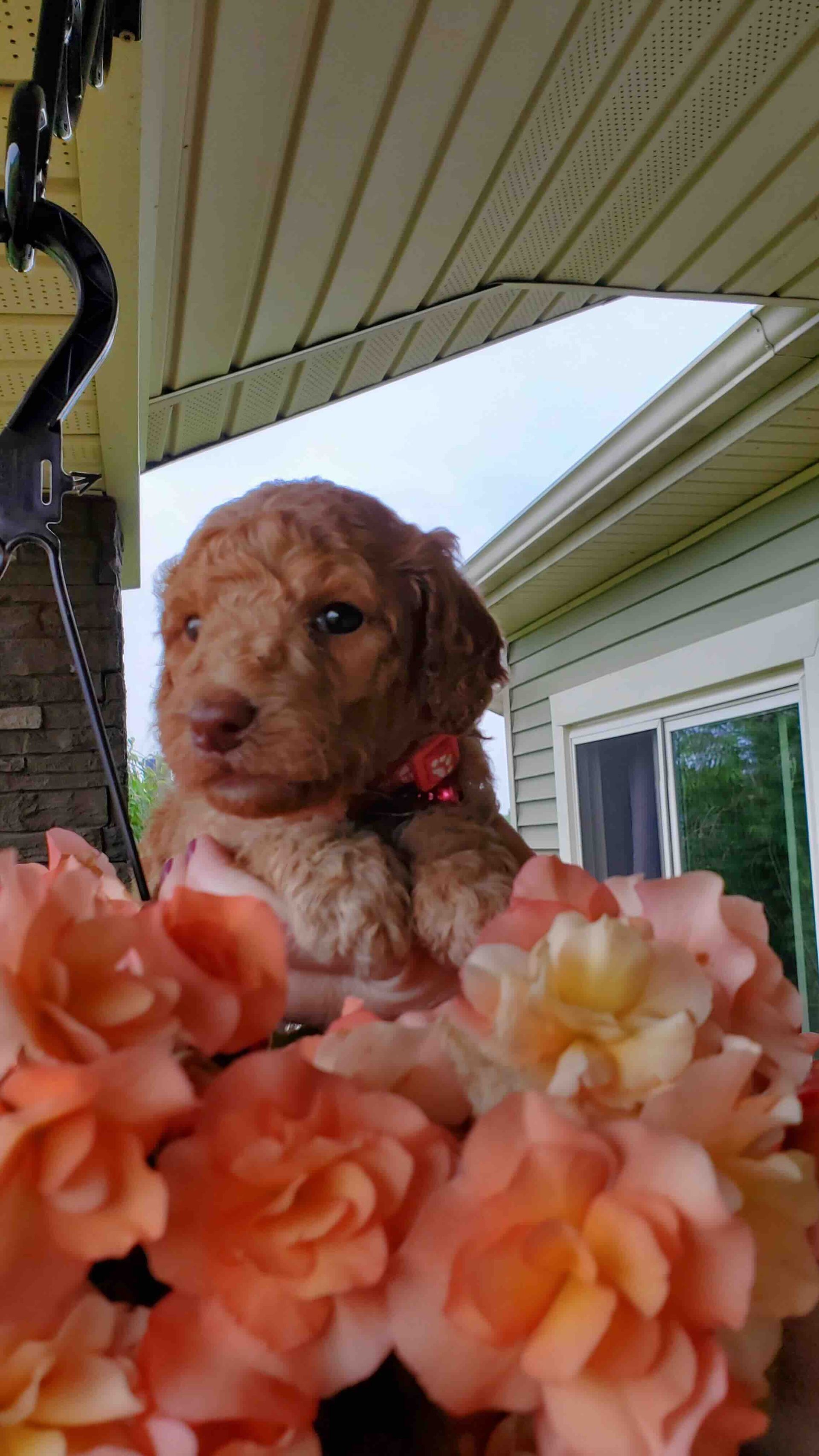 A puppy is sitting in a vase of flowers on a porch.