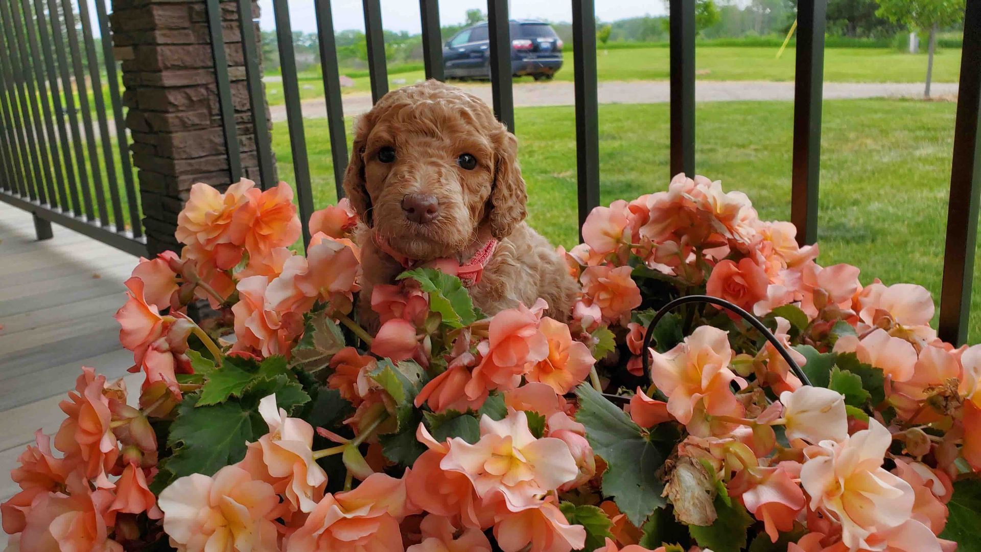 A puppy is sitting in a basket of flowers on a porch.
