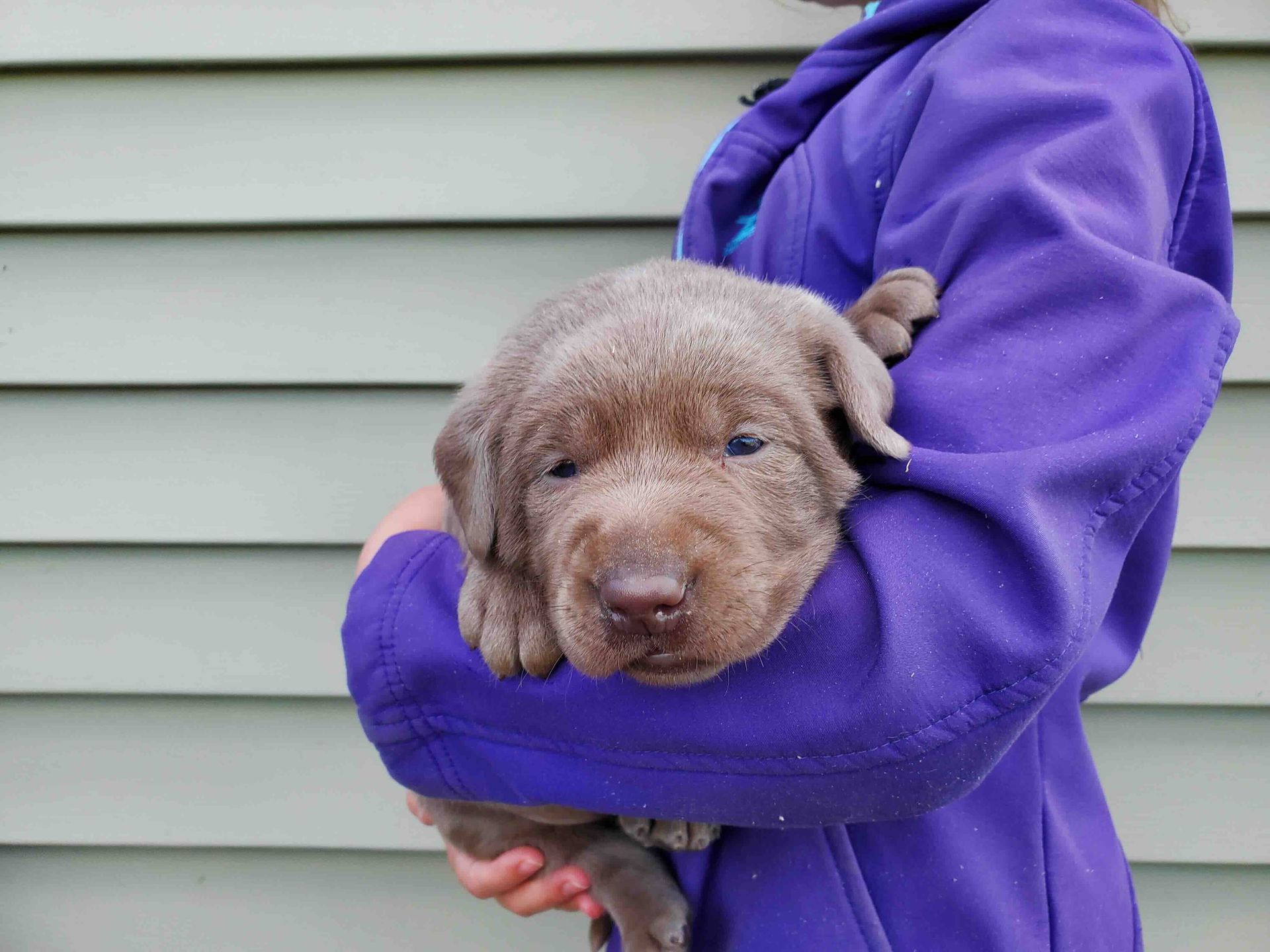 A person in a purple jacket is holding a puppy