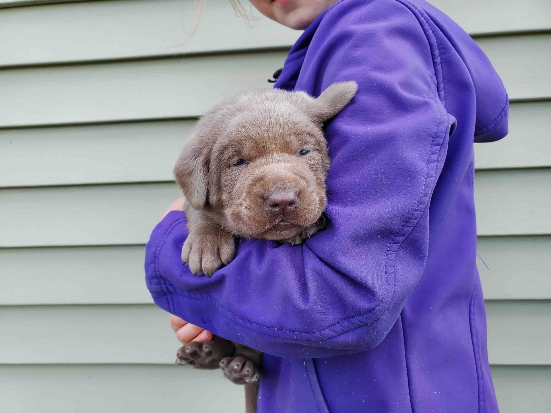 A girl in a purple coat is holding a brown puppy