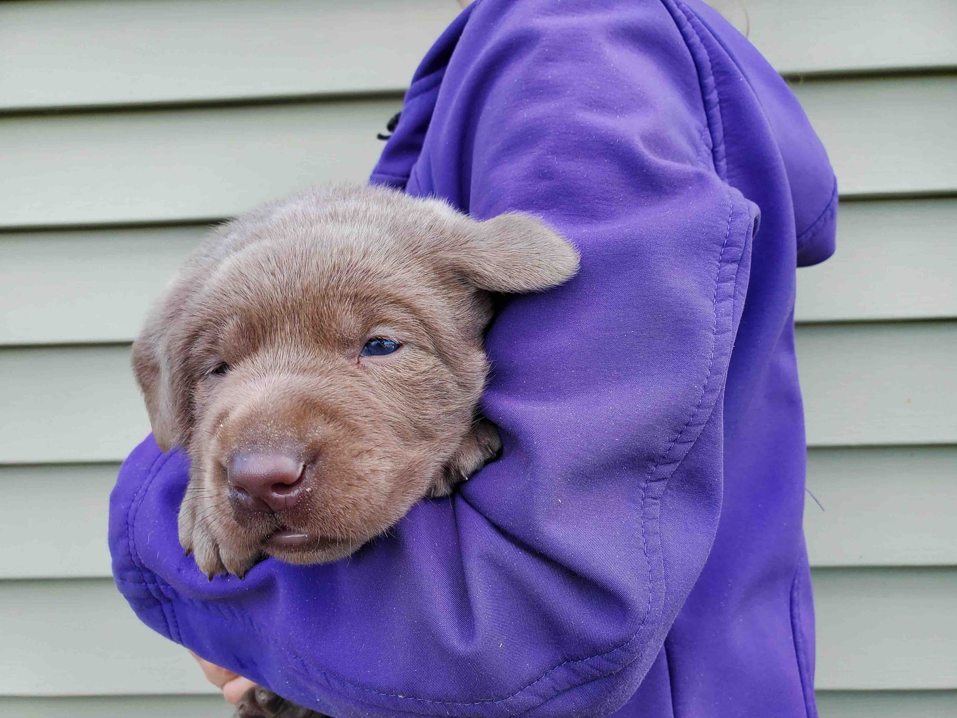 A person in a purple jacket is holding a brown puppy
