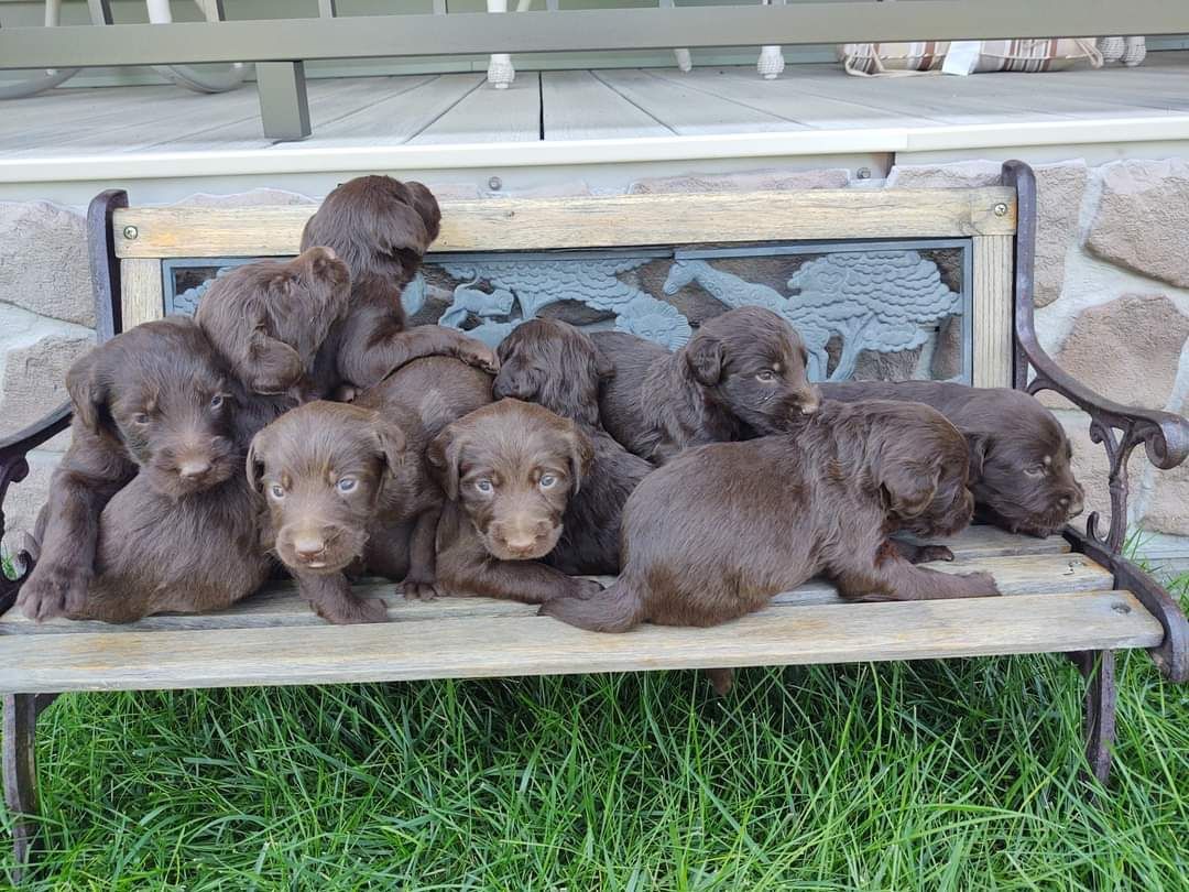 A group of brown puppies are sitting on a wooden bench.