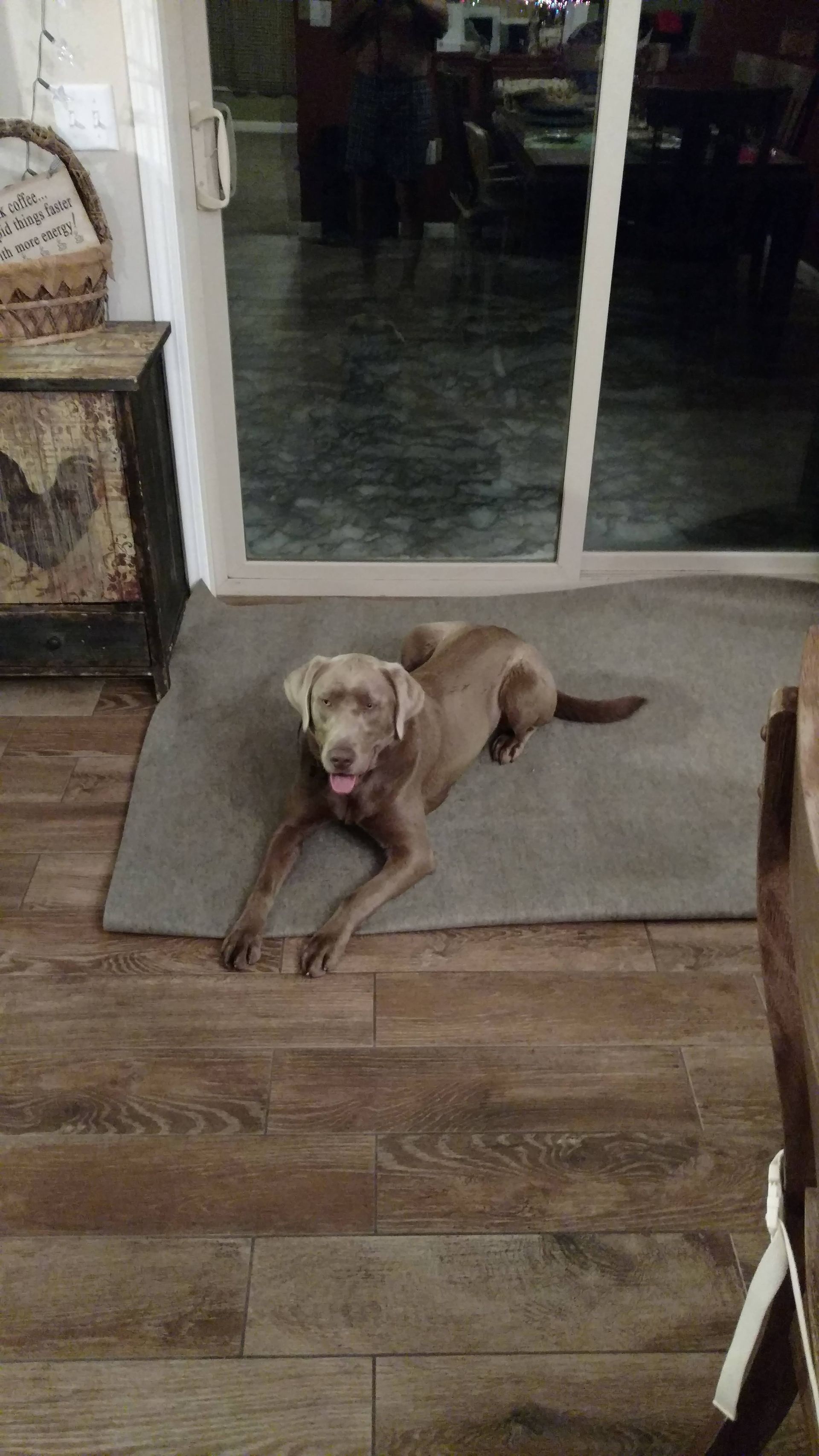 A dog is laying on a rug in a living room next to a sliding glass door.