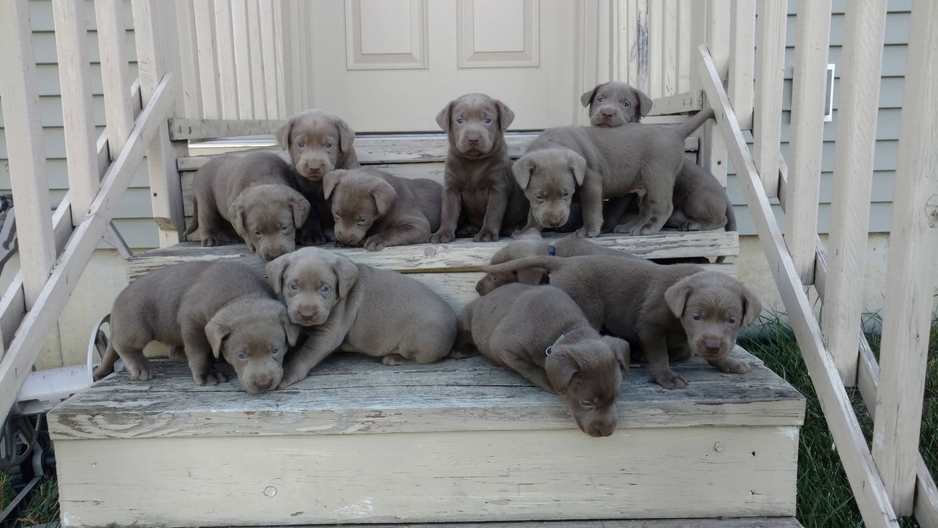 A group of puppies are laying on the steps of a house.