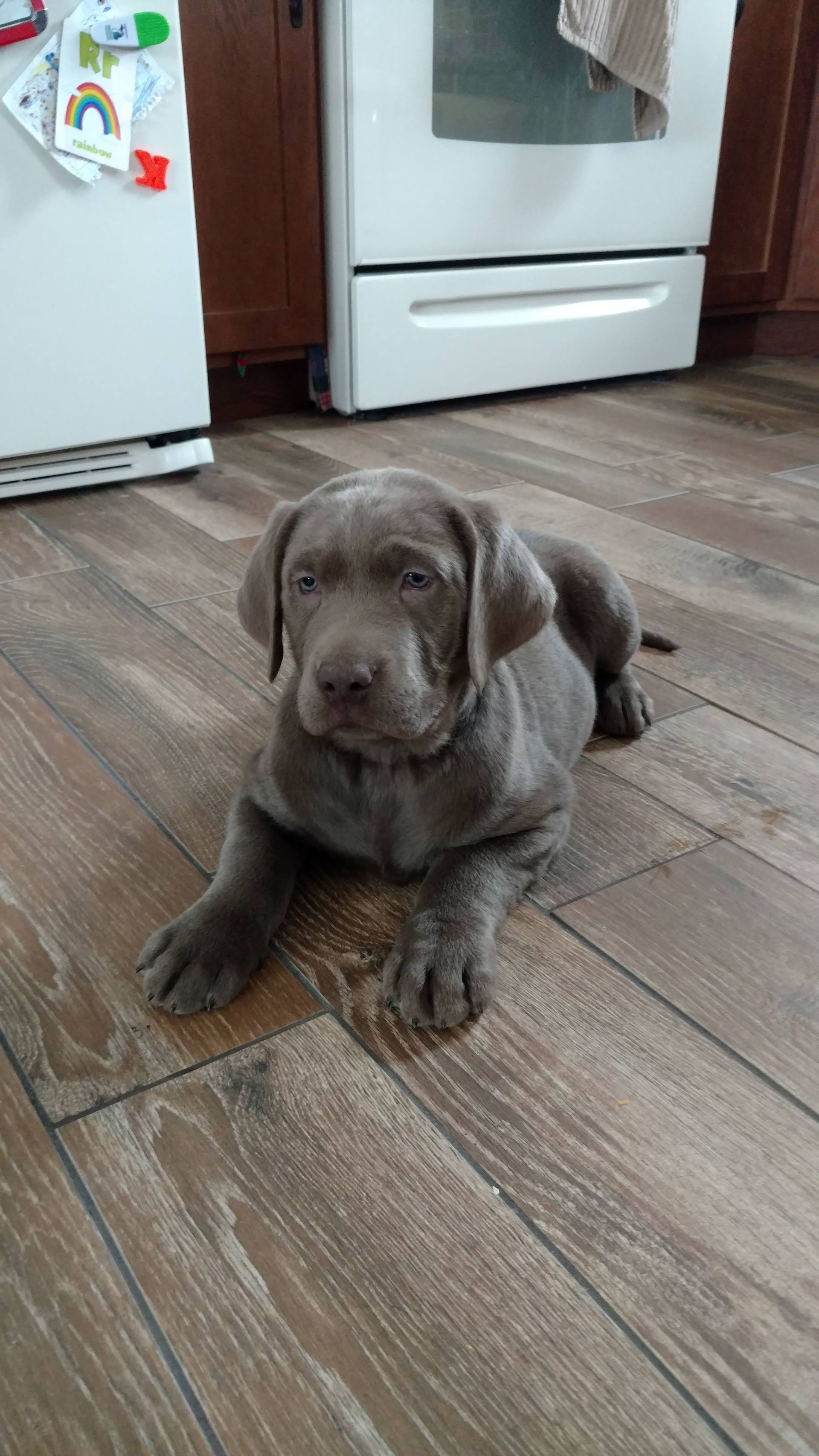 A brown puppy is laying on a wooden floor in a kitchen.