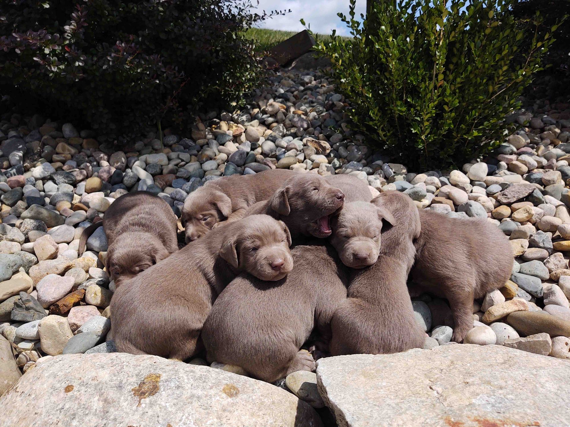 A group of puppies are laying on a pile of rocks