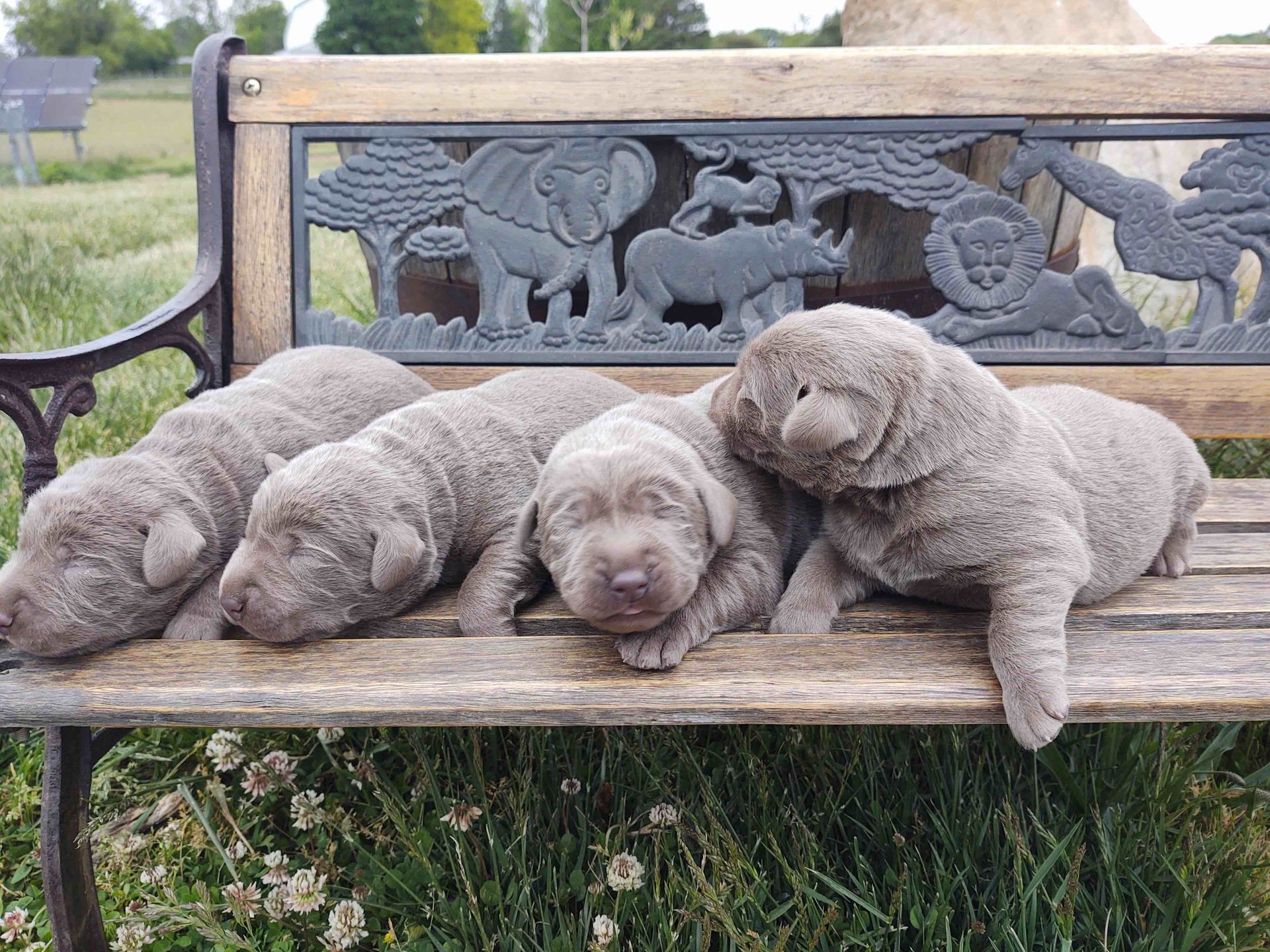 A group of puppies are laying on a wooden bench.