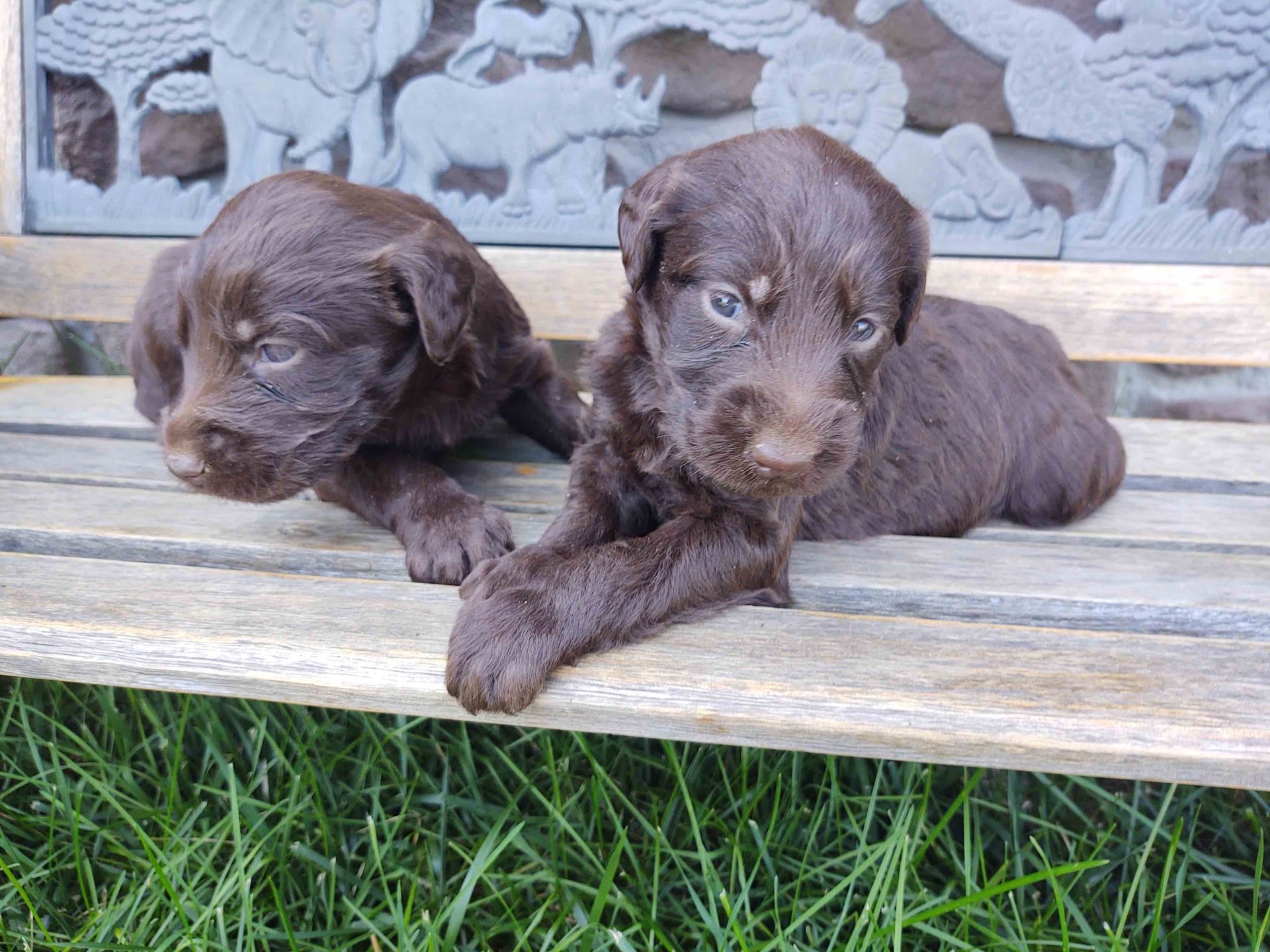 Two brown puppies are laying on a wooden bench.