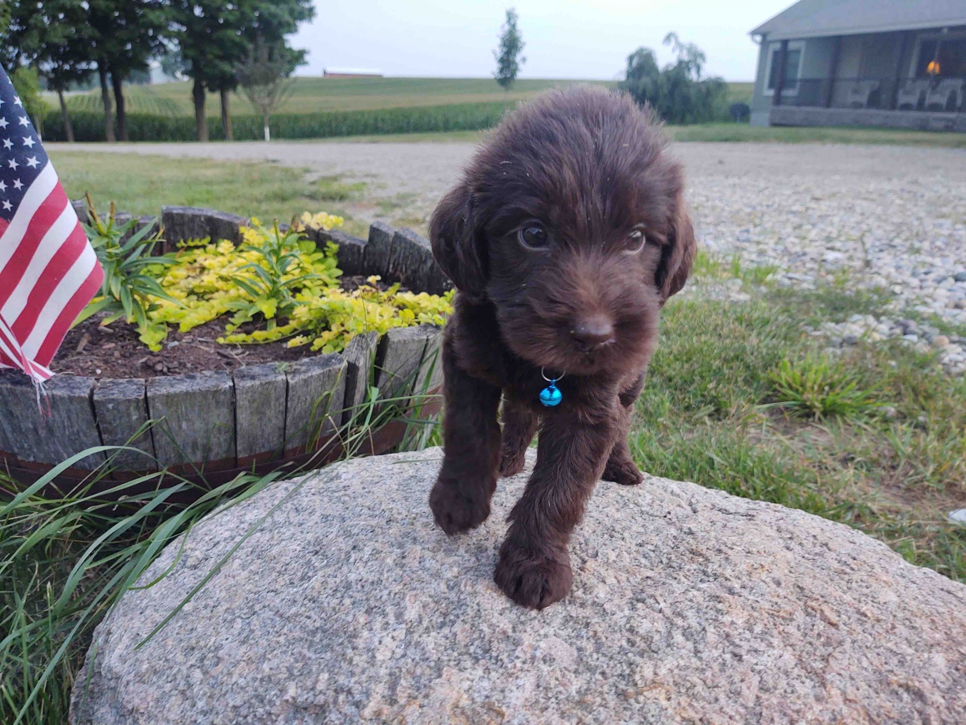 A brown puppy is standing on a rock in front of an american flag.
