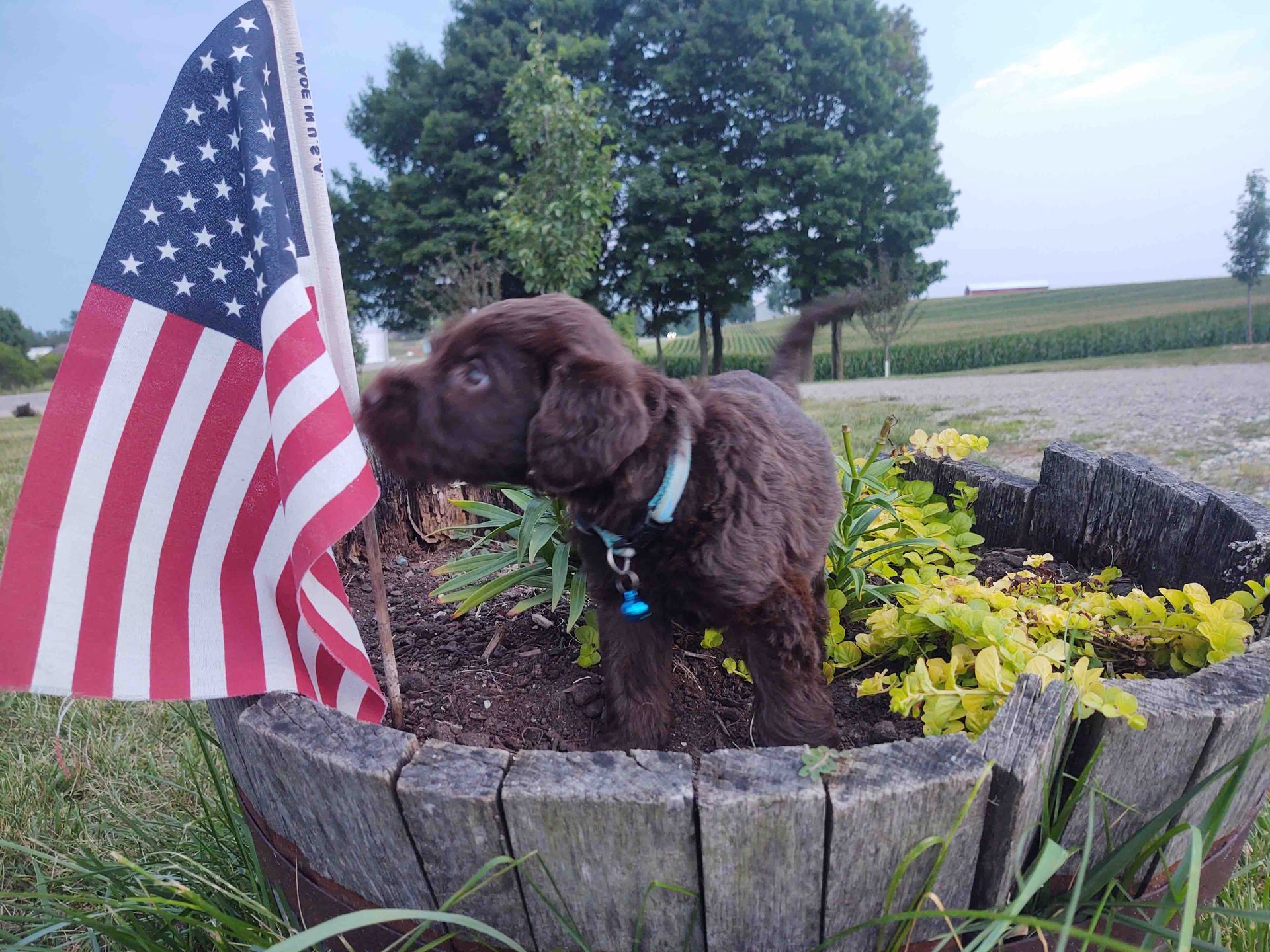 A puppy is standing in a wooden planter next to an american flag.